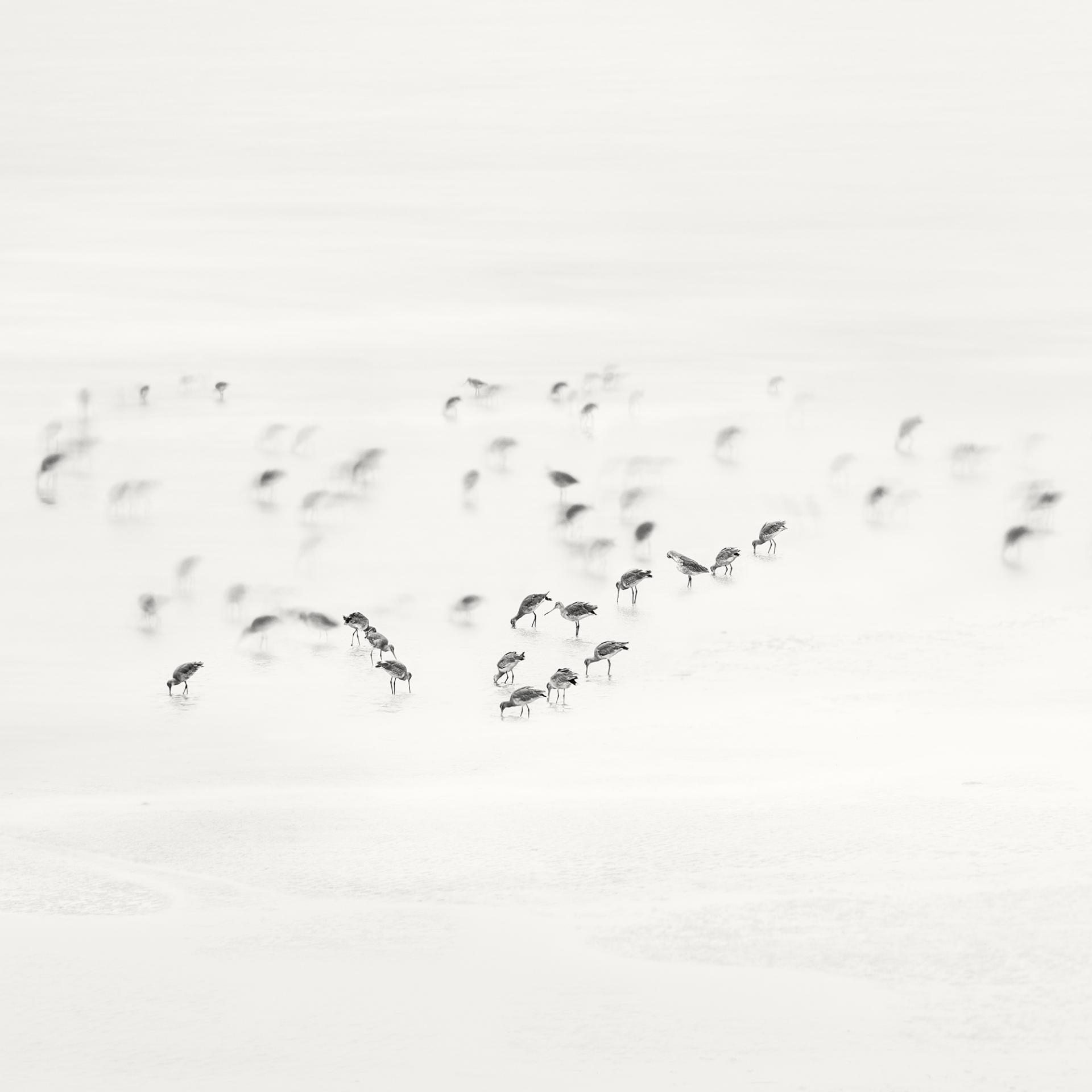 Global Photography Awards Winner - Low Tide. Coastal Birds 
