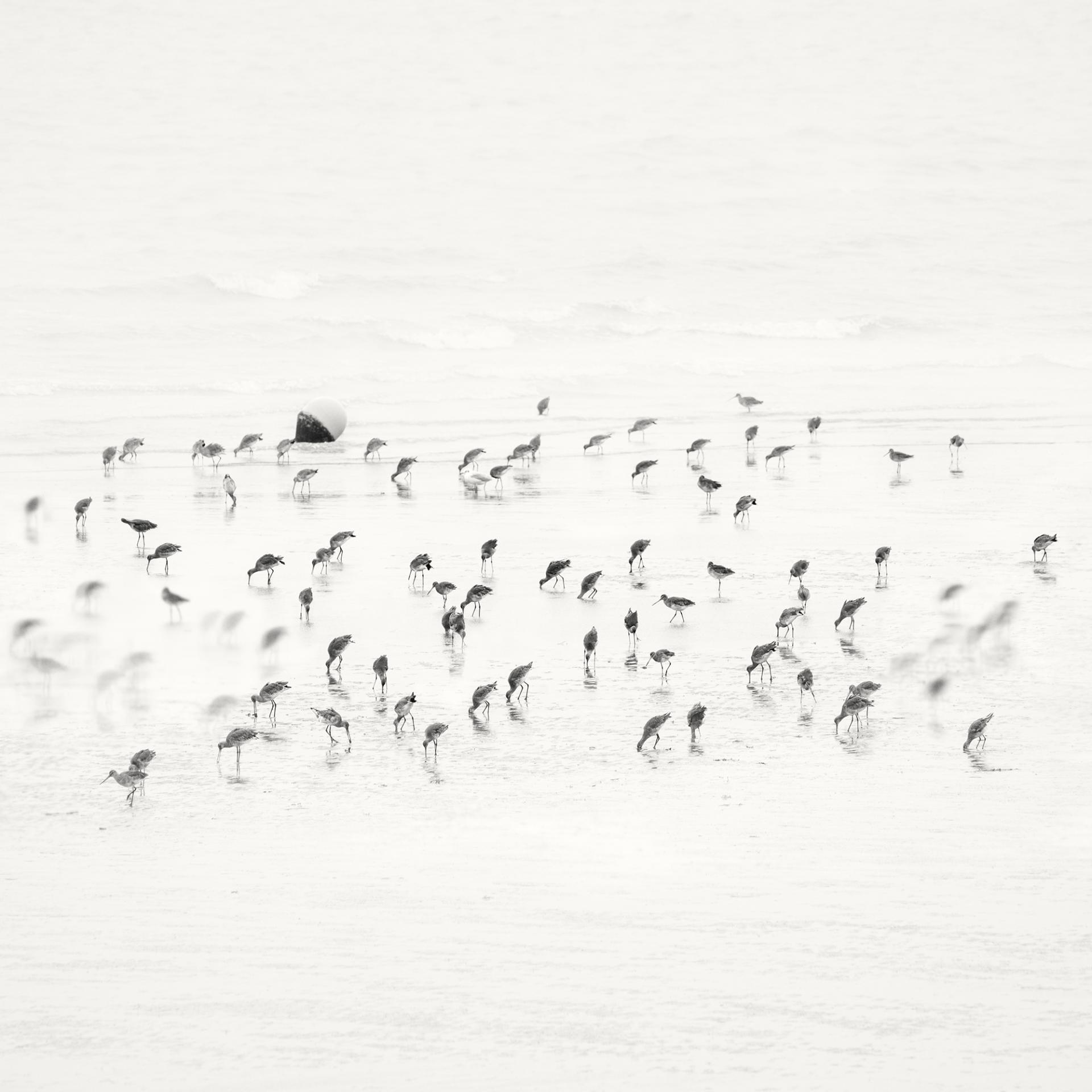 Global Photography Awards Winner - Low Tide. Coastal Birds 