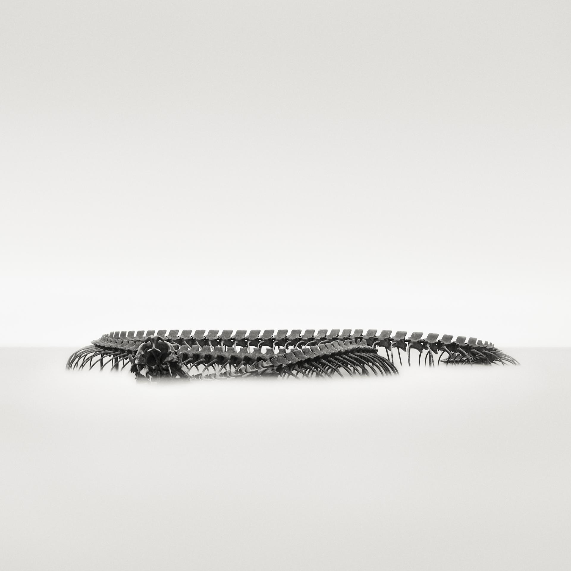 Global Photography Awards Winner - The Monster  