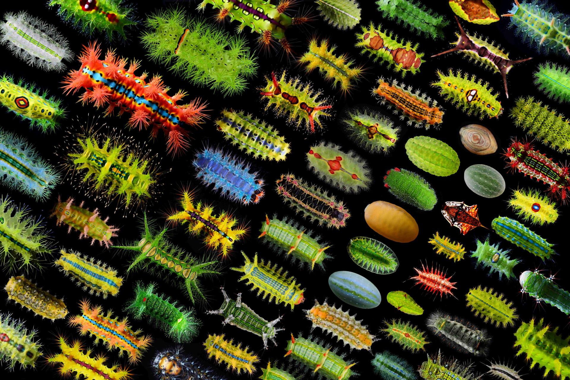 Global Photography Awards Winner - Limacodidae Larvae Guide: Beauty Without Sting