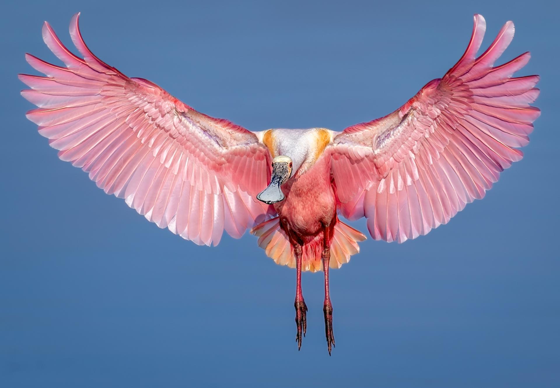 Global Photography Awards Winner - Wingspan