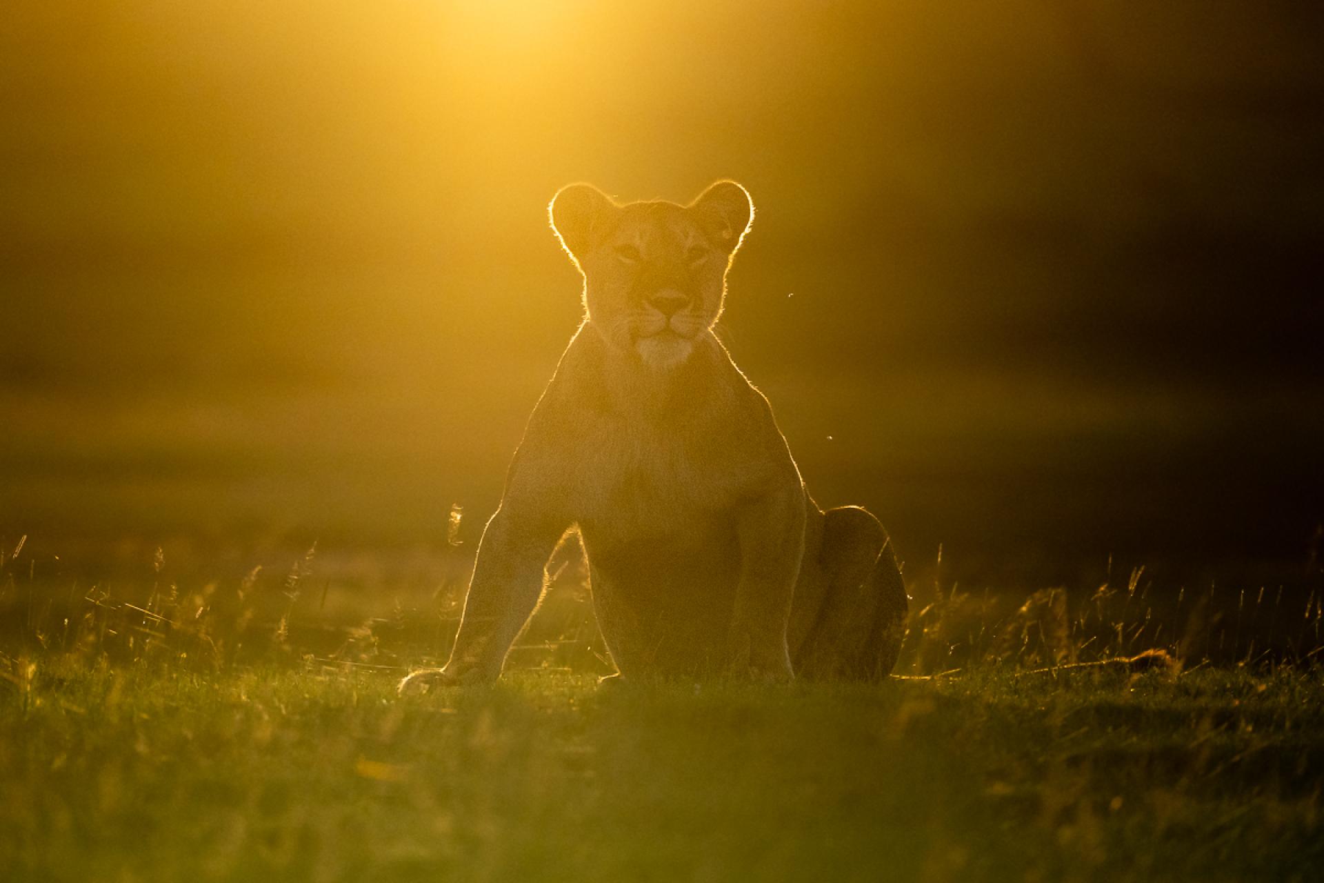 Global Photography Awards Winner - Golden hour Lioness