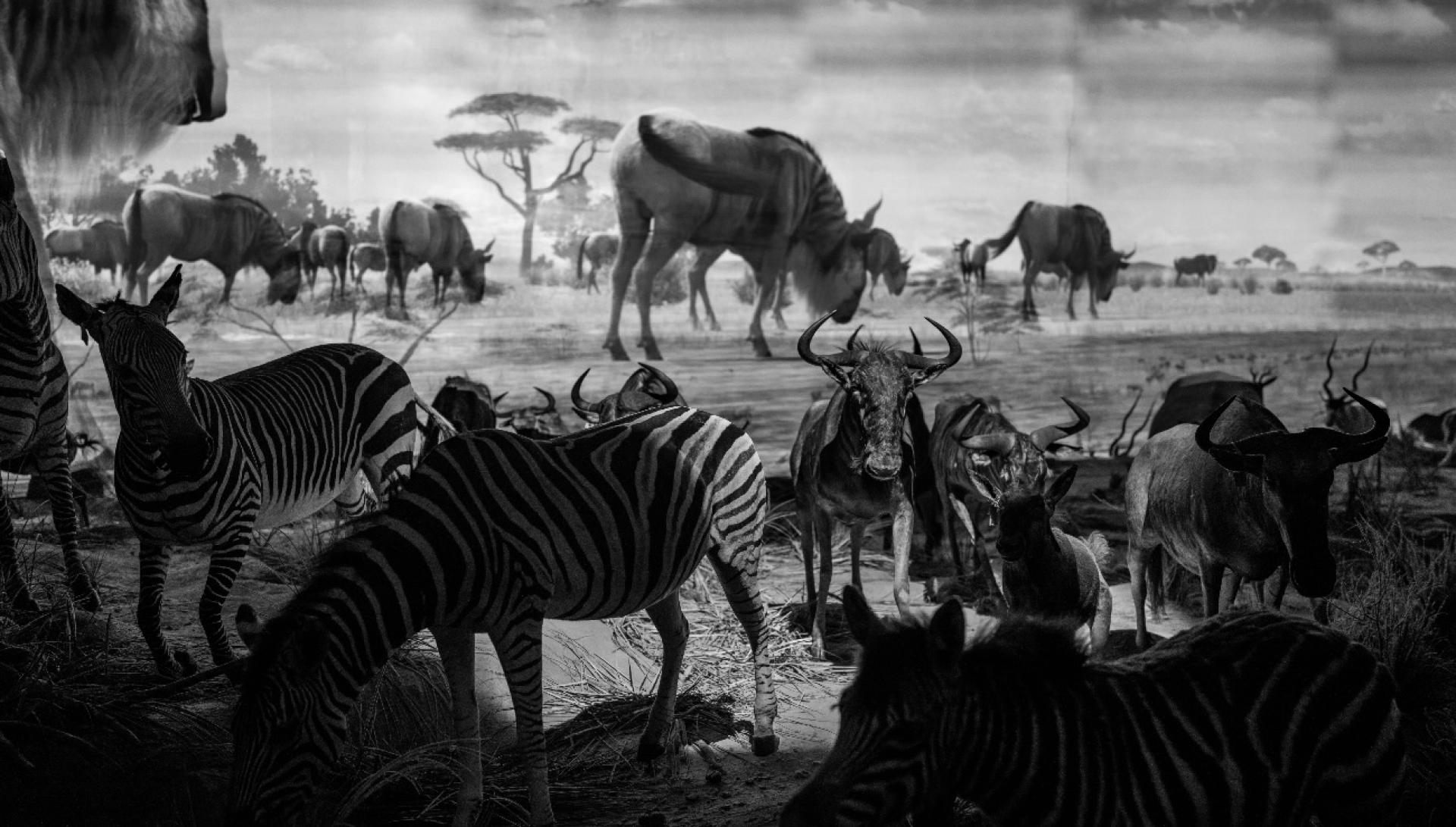 Global Photography Awards Winner - Constructed Wilderness
