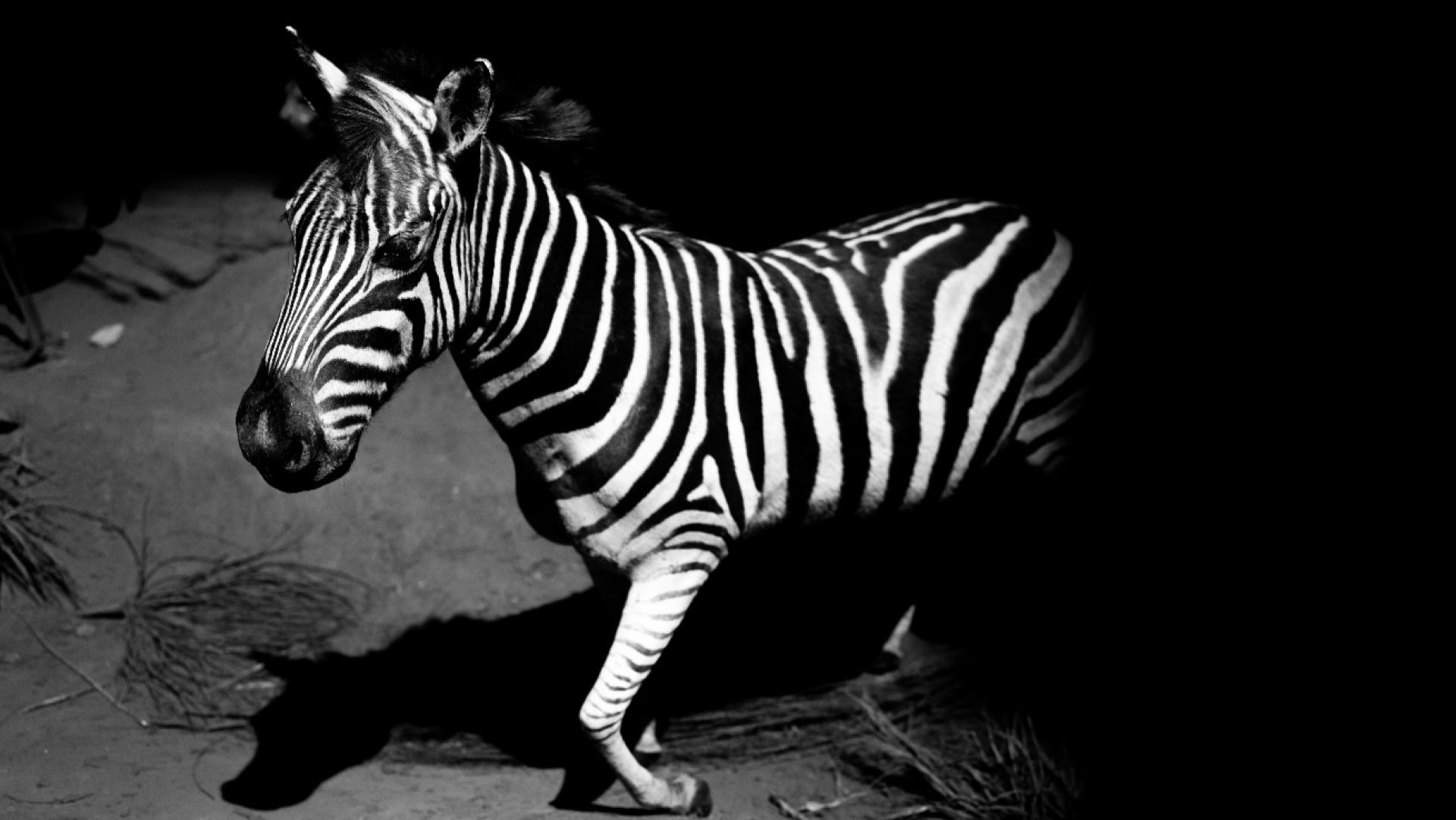 Global Photography Awards Winner - Constructed Wilderness
