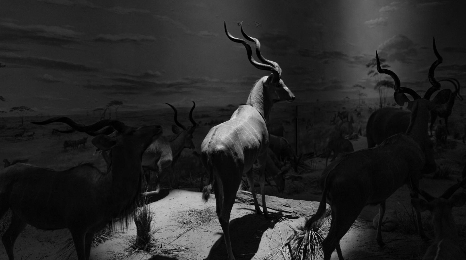 Global Photography Awards Winner - Constructed Wilderness