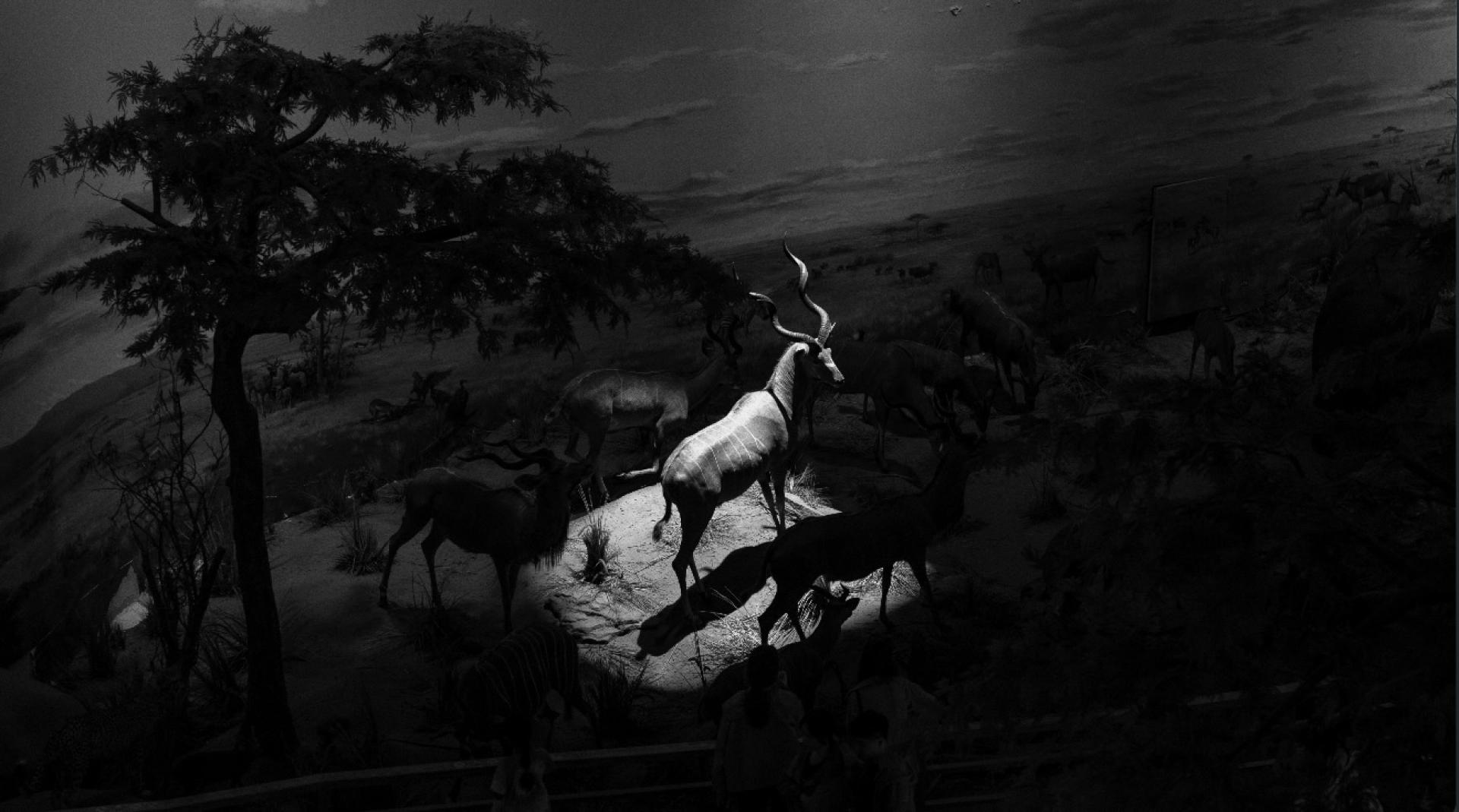 Global Photography Awards Winner - Constructed Wilderness