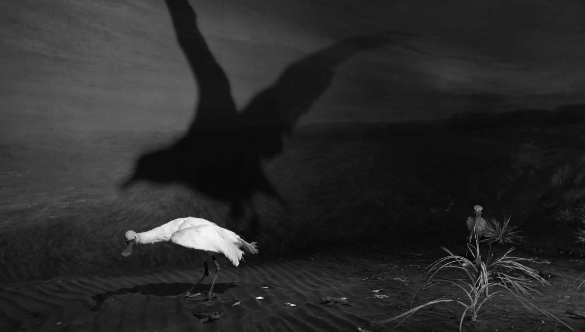 Global Photography Awards Winner - Constructed Wilderness