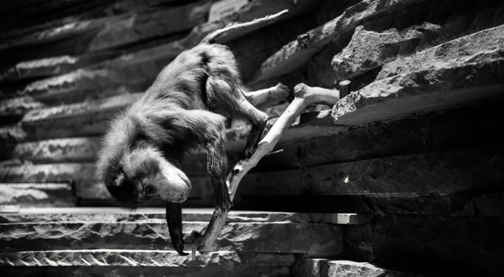 Global Photography Awards Winner - Constructed Wilderness