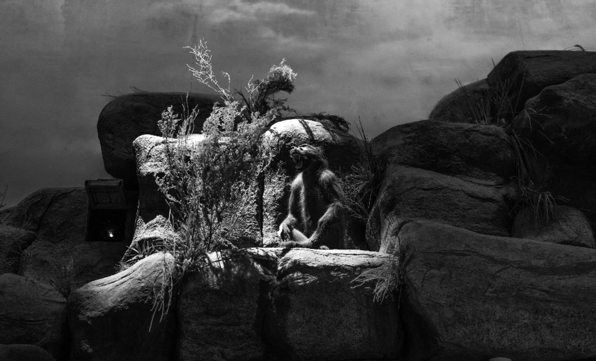 Global Photography Awards Winner - Constructed Wilderness