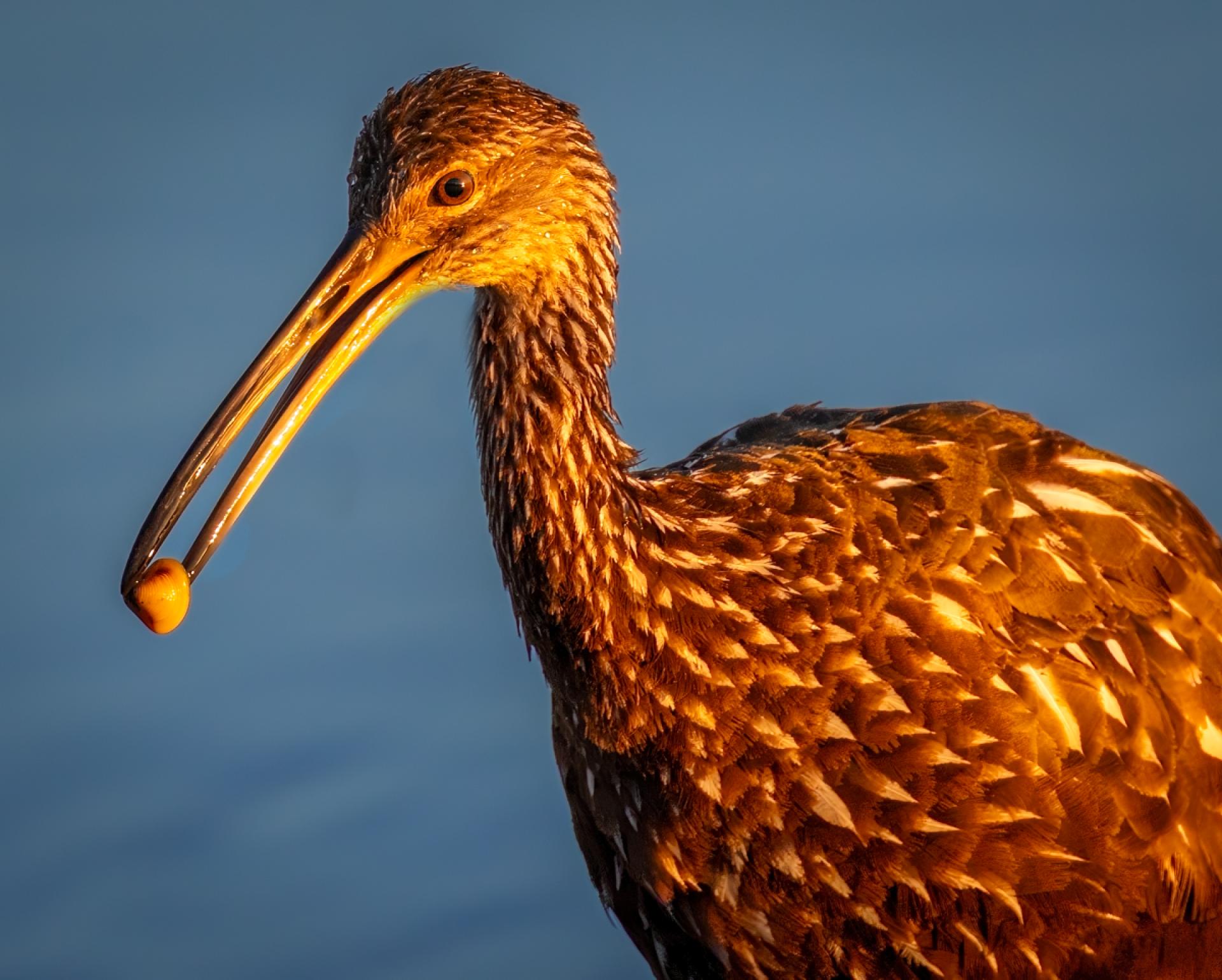 Global Photography Awards Winner - Limpkin with Snail 