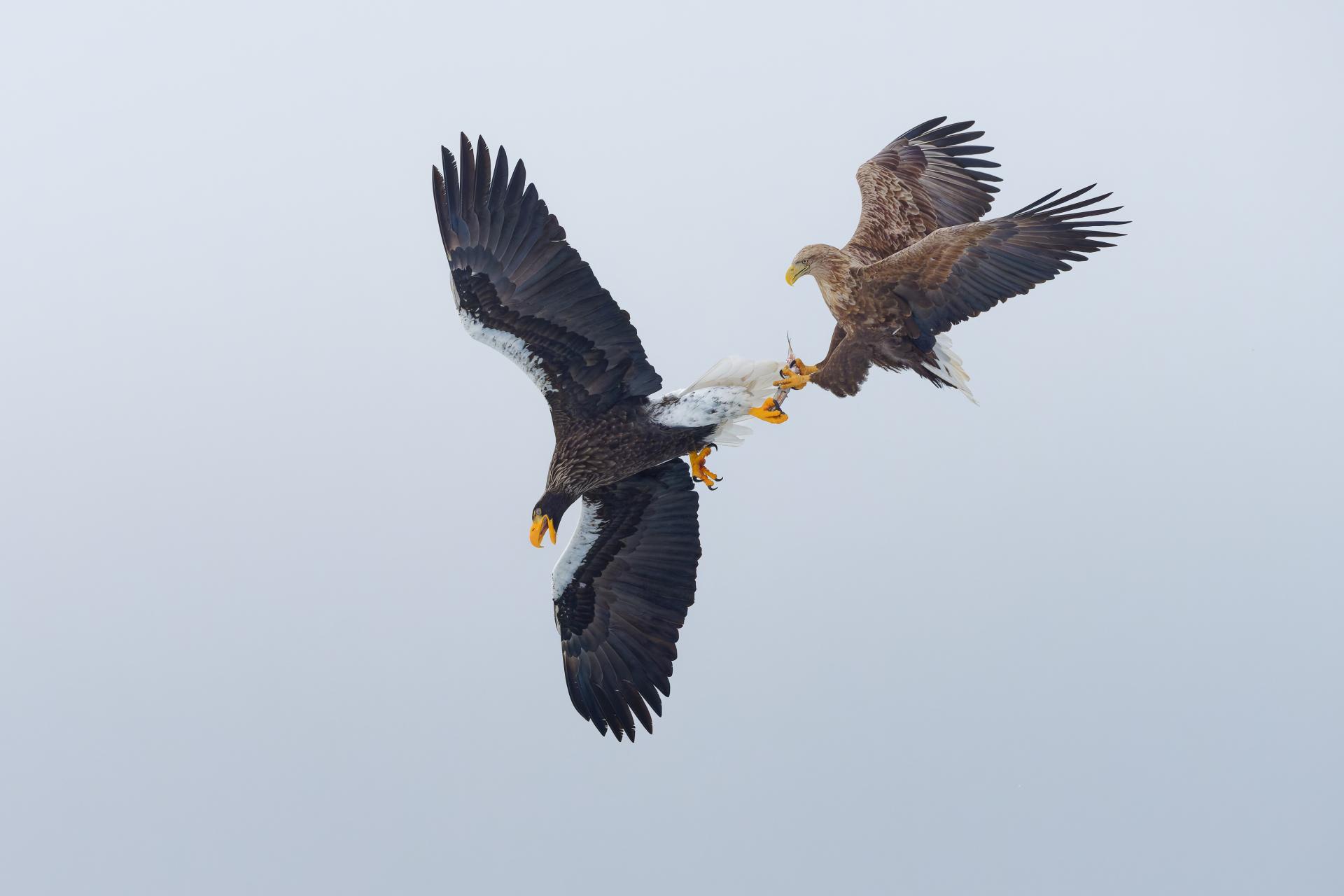 Global Photography Awards Winner - Raptors of East Asia