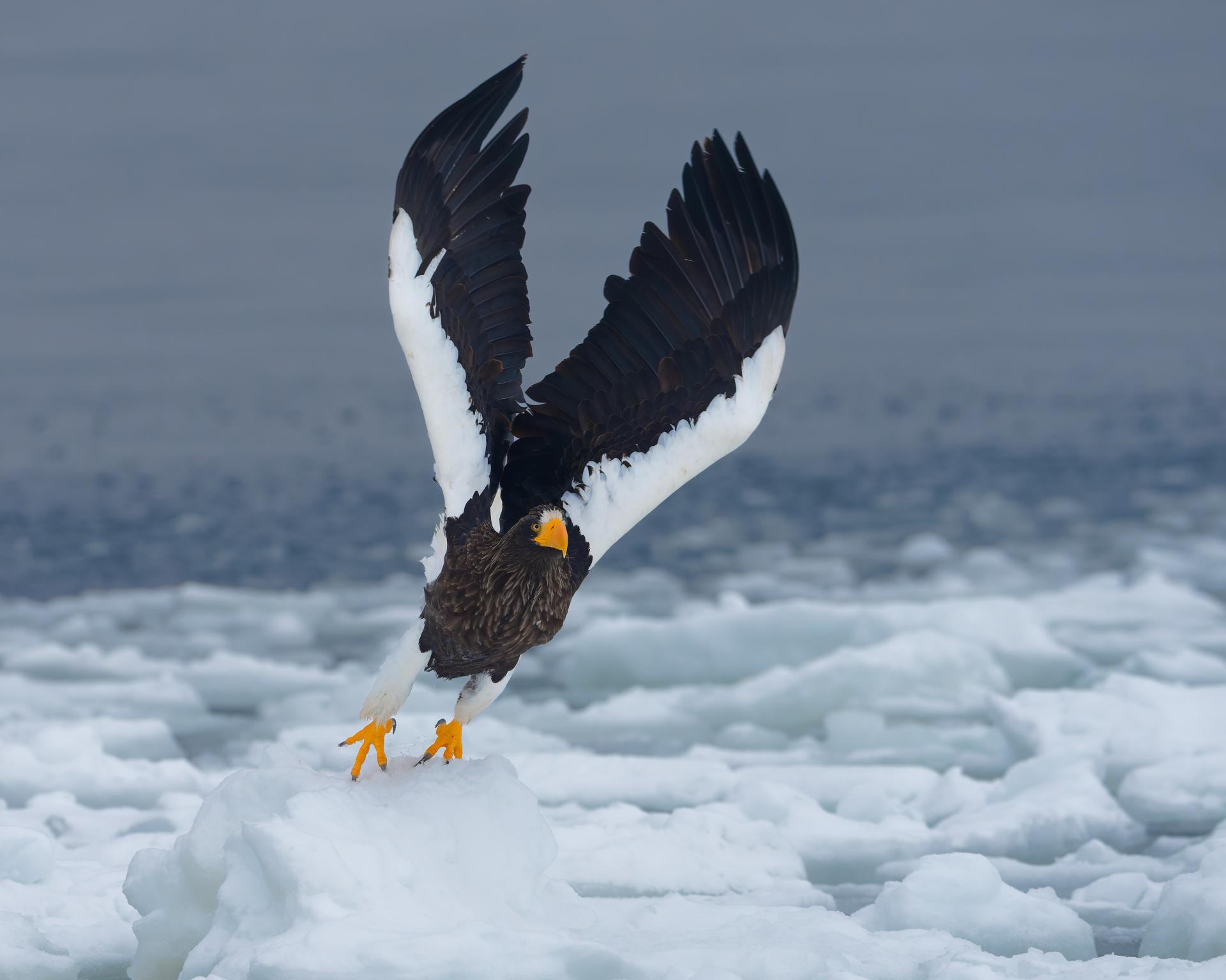 Global Photography Awards Winner - Raptors of East Asia