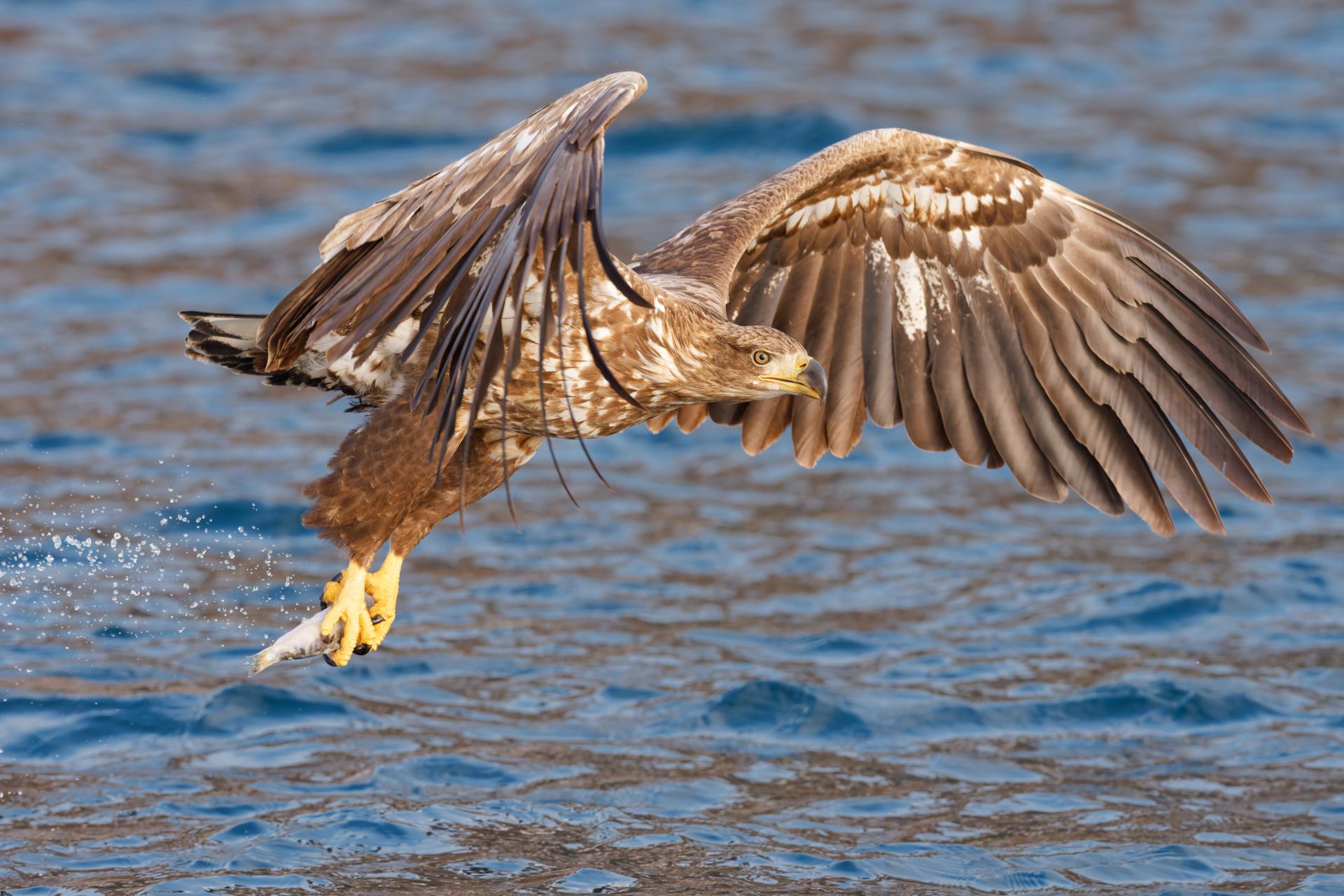 Global Photography Awards Winner - Raptors of East Asia