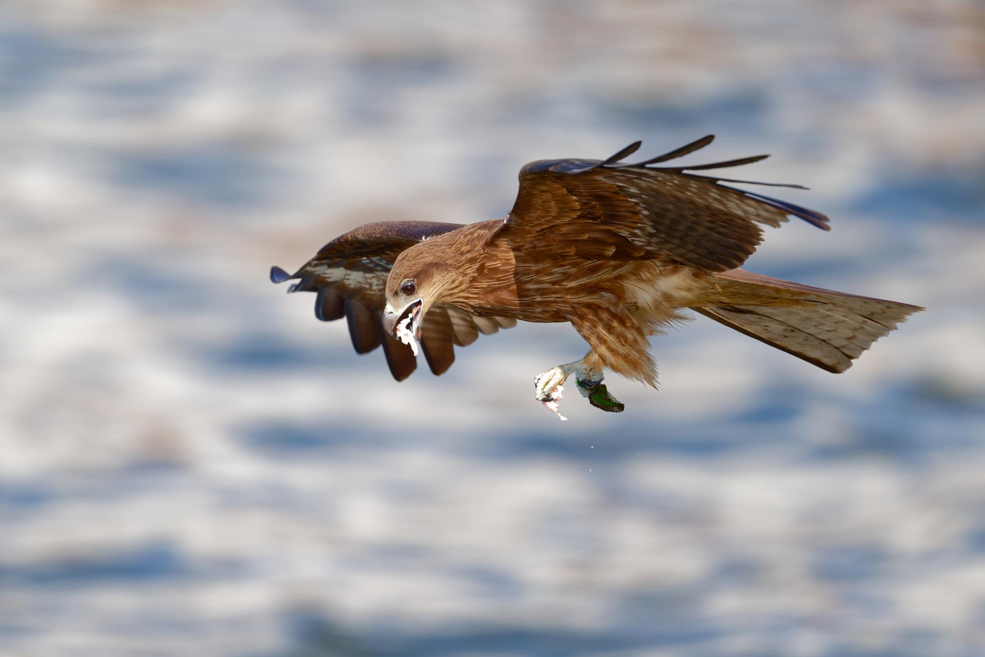 Global Photography Awards Winner - Raptors of East Asia