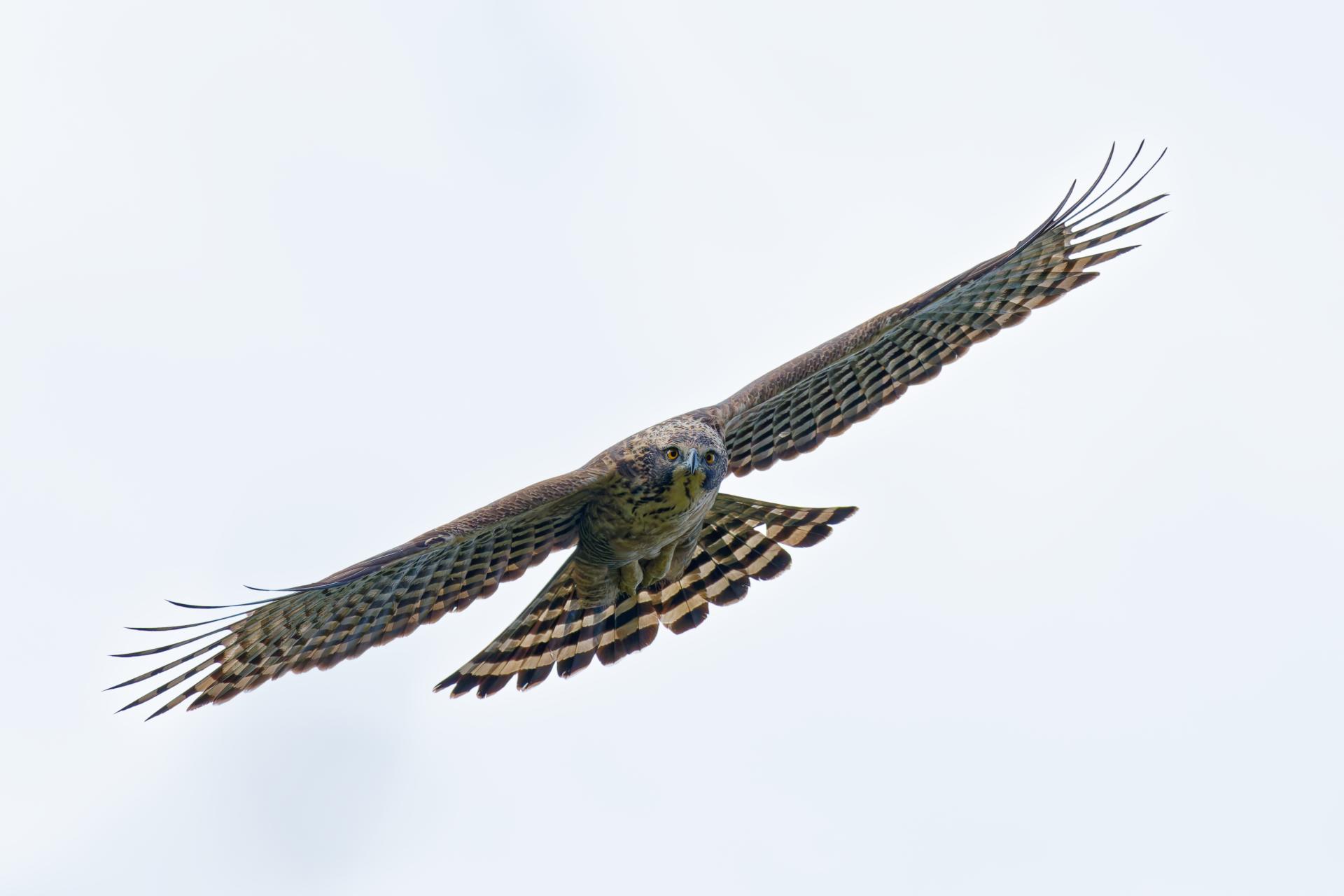 Global Photography Awards Winner - Raptors of East Asia