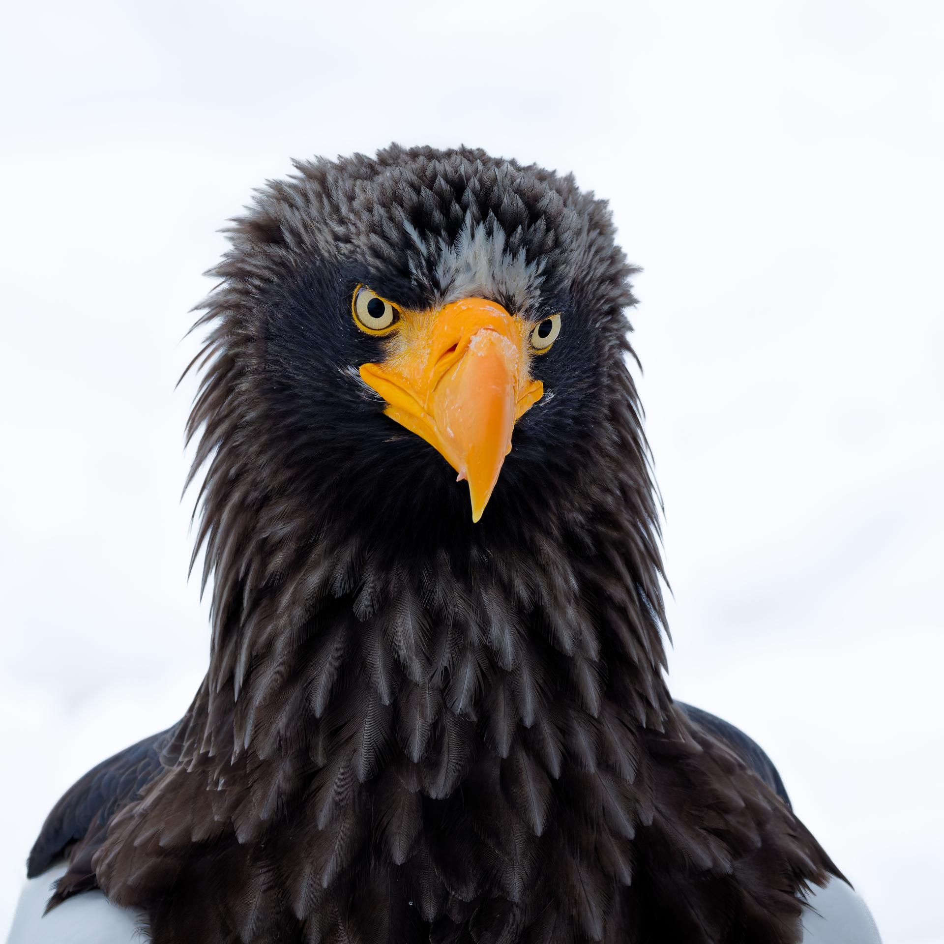 Global Photography Awards Winner - Raptors of East Asia