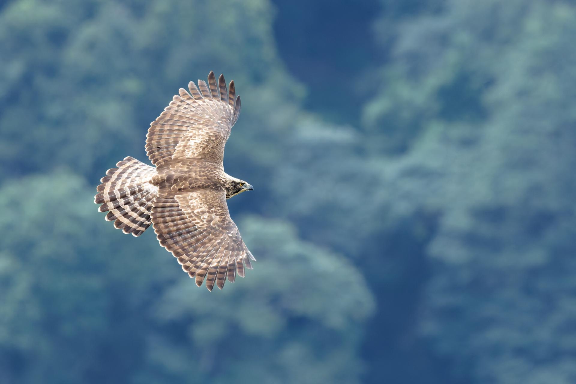 Global Photography Awards Winner - Raptors of East Asia