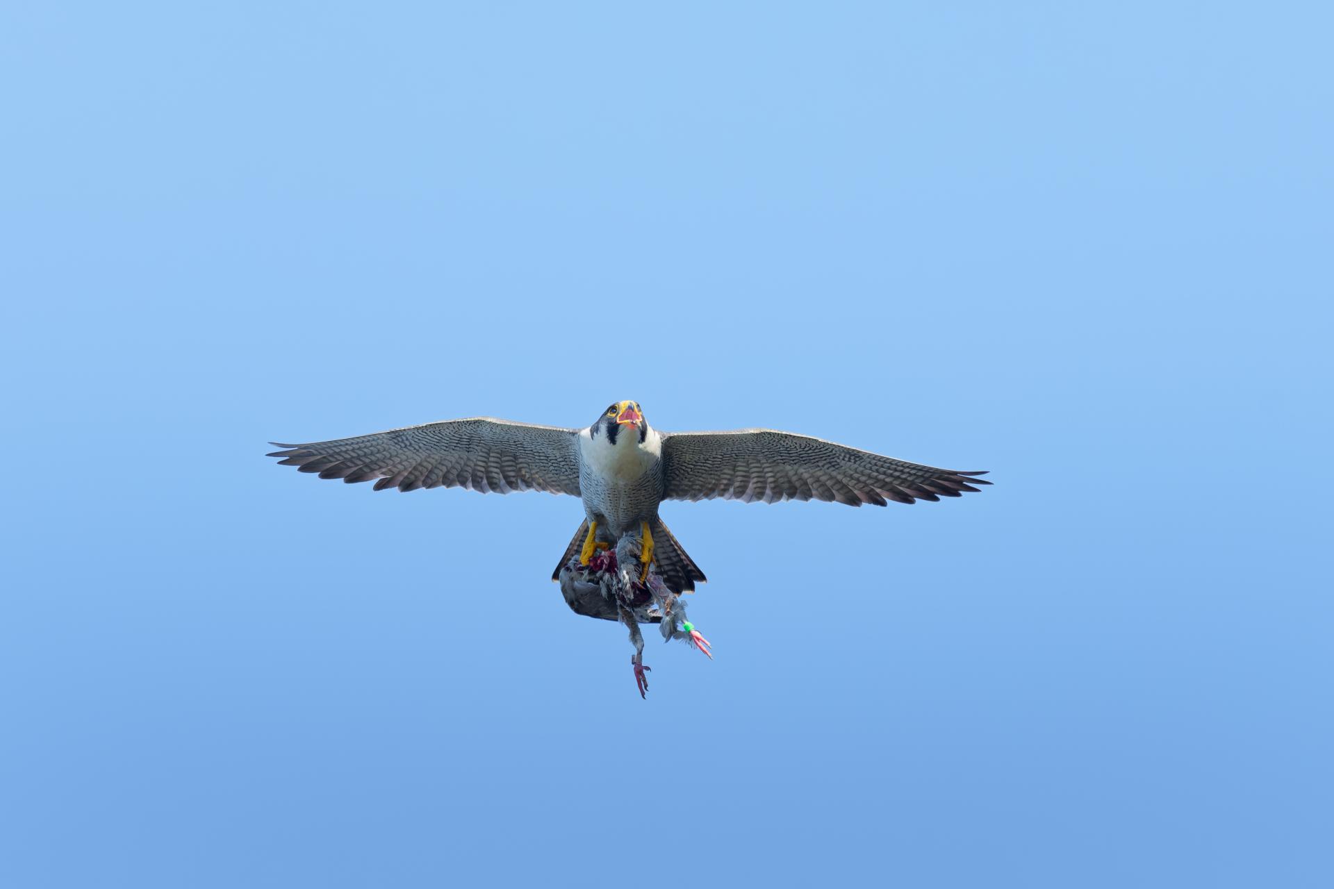 Global Photography Awards Winner - Raptors of East Asia