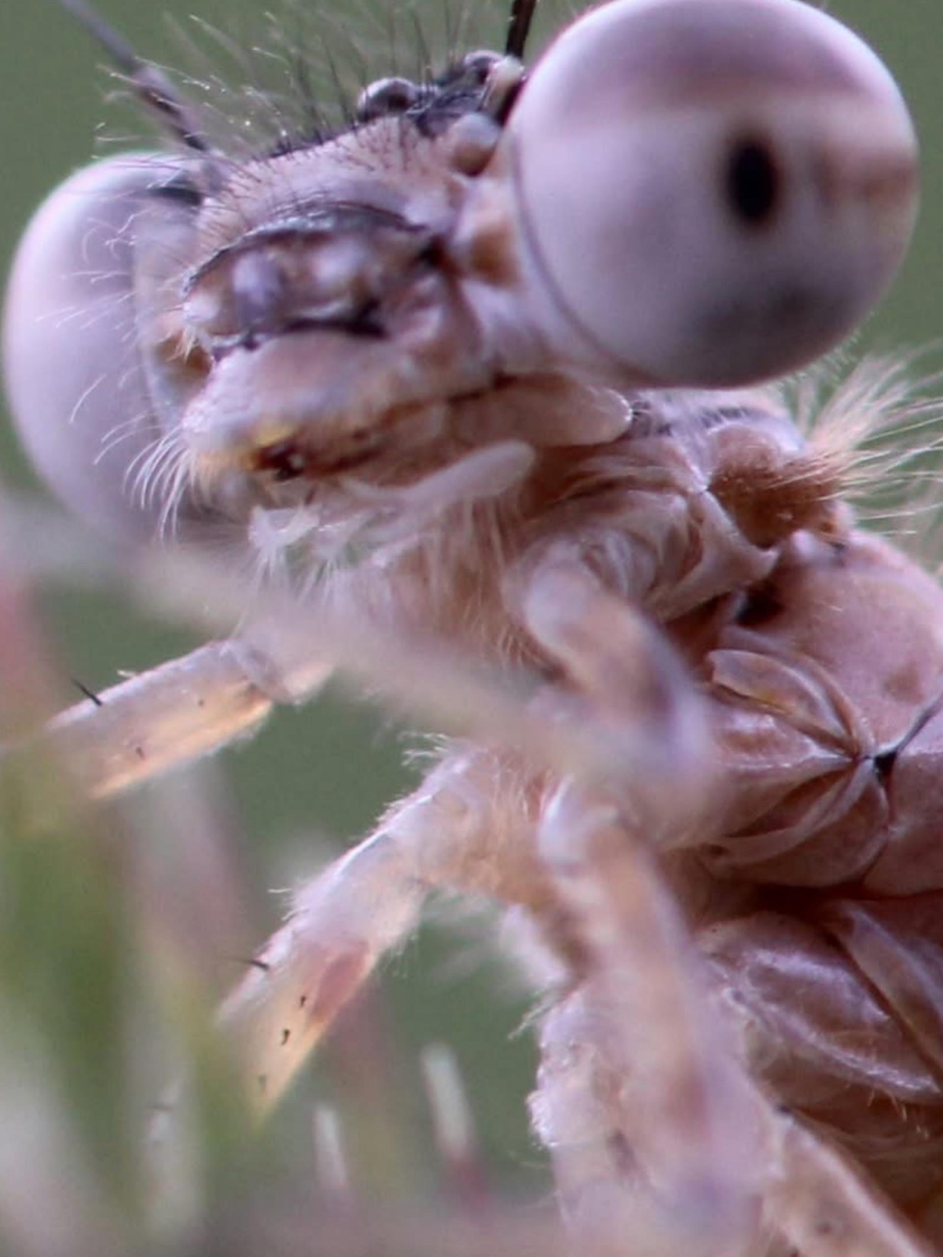 Global Photography Awards Winner - Damsel in distress 