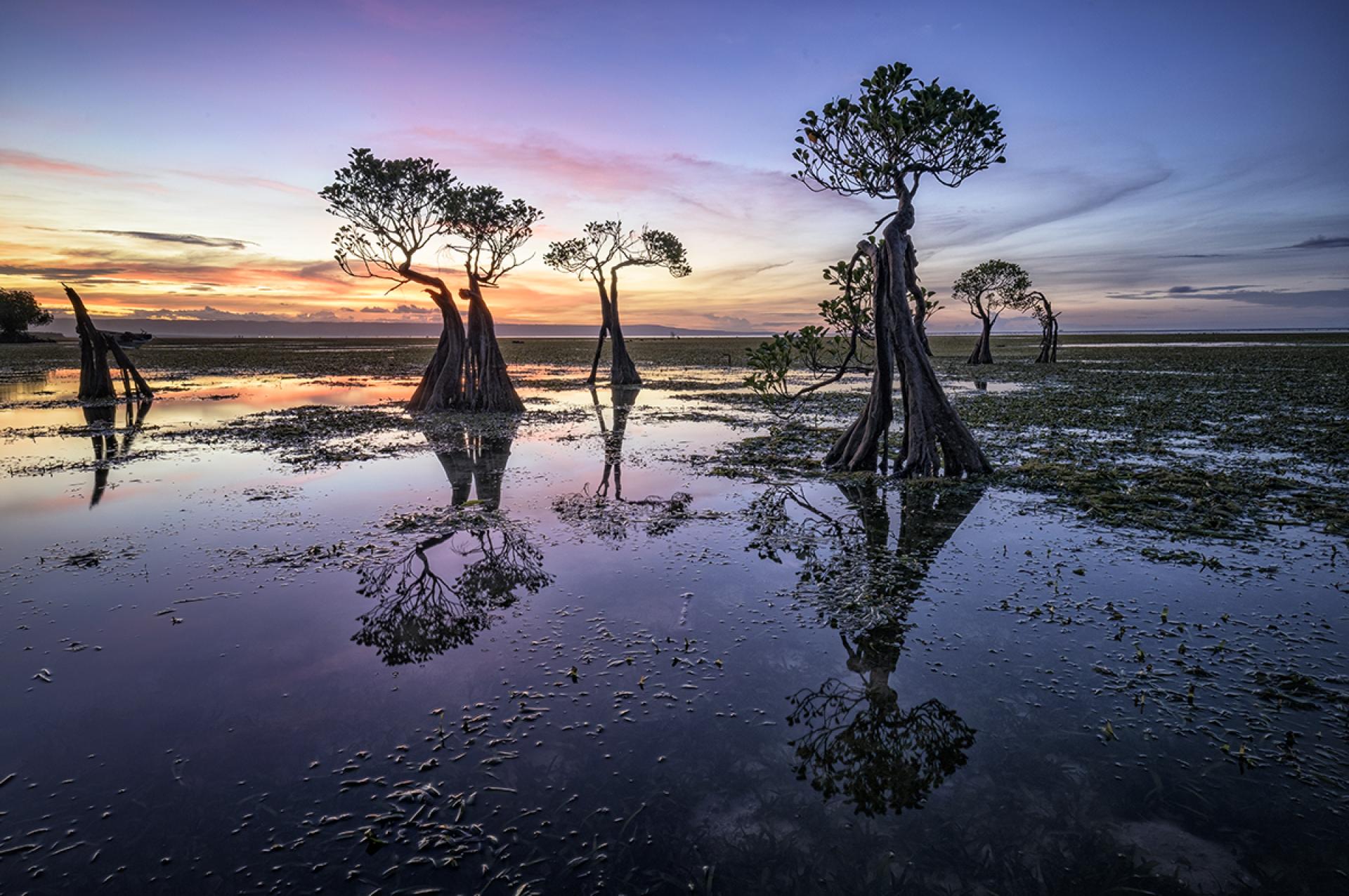 Global Photography Awards Winner - Famous Mangrove Trees of Sumba Island