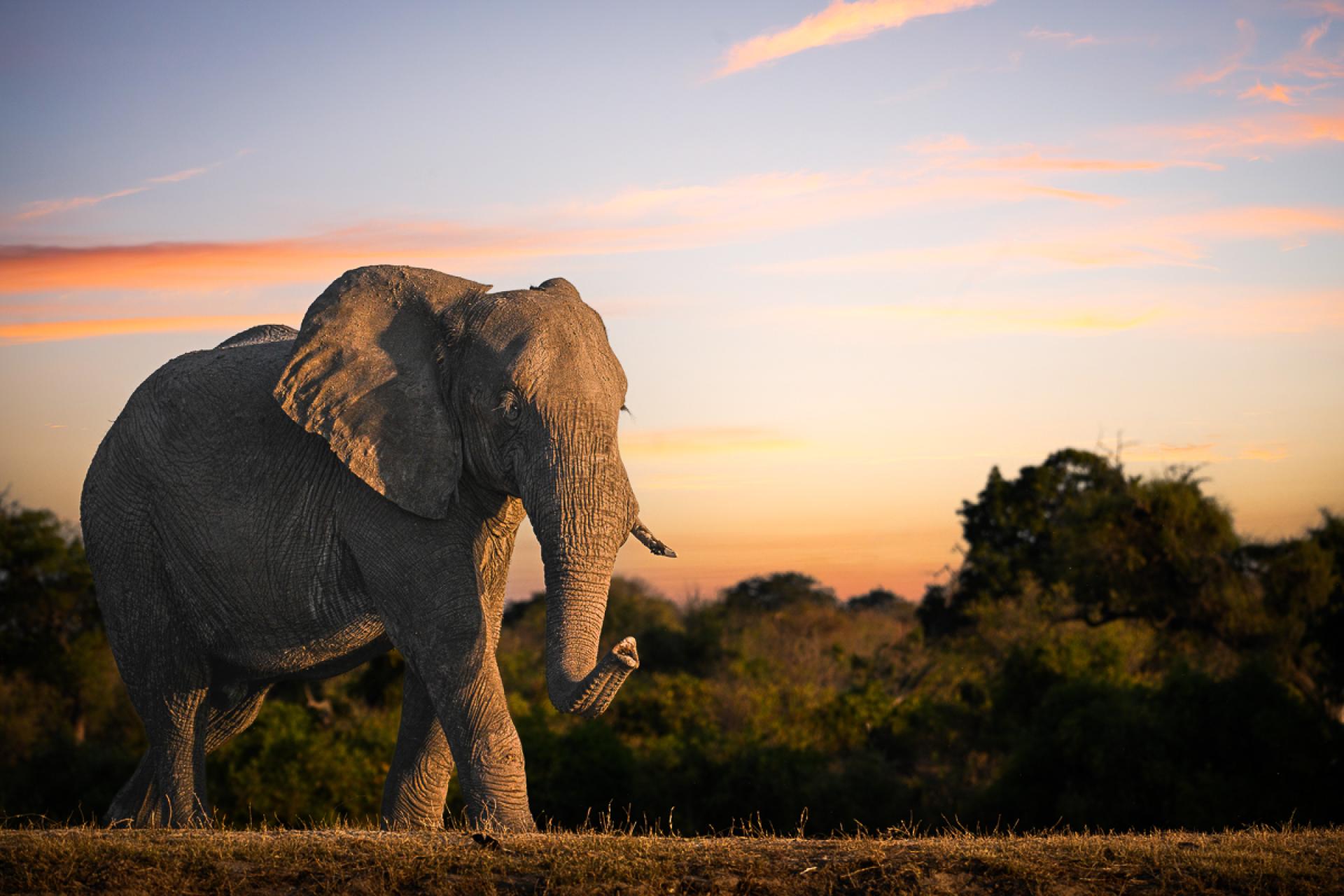 Global Photography Awards Winner - One Tusk at Twilight