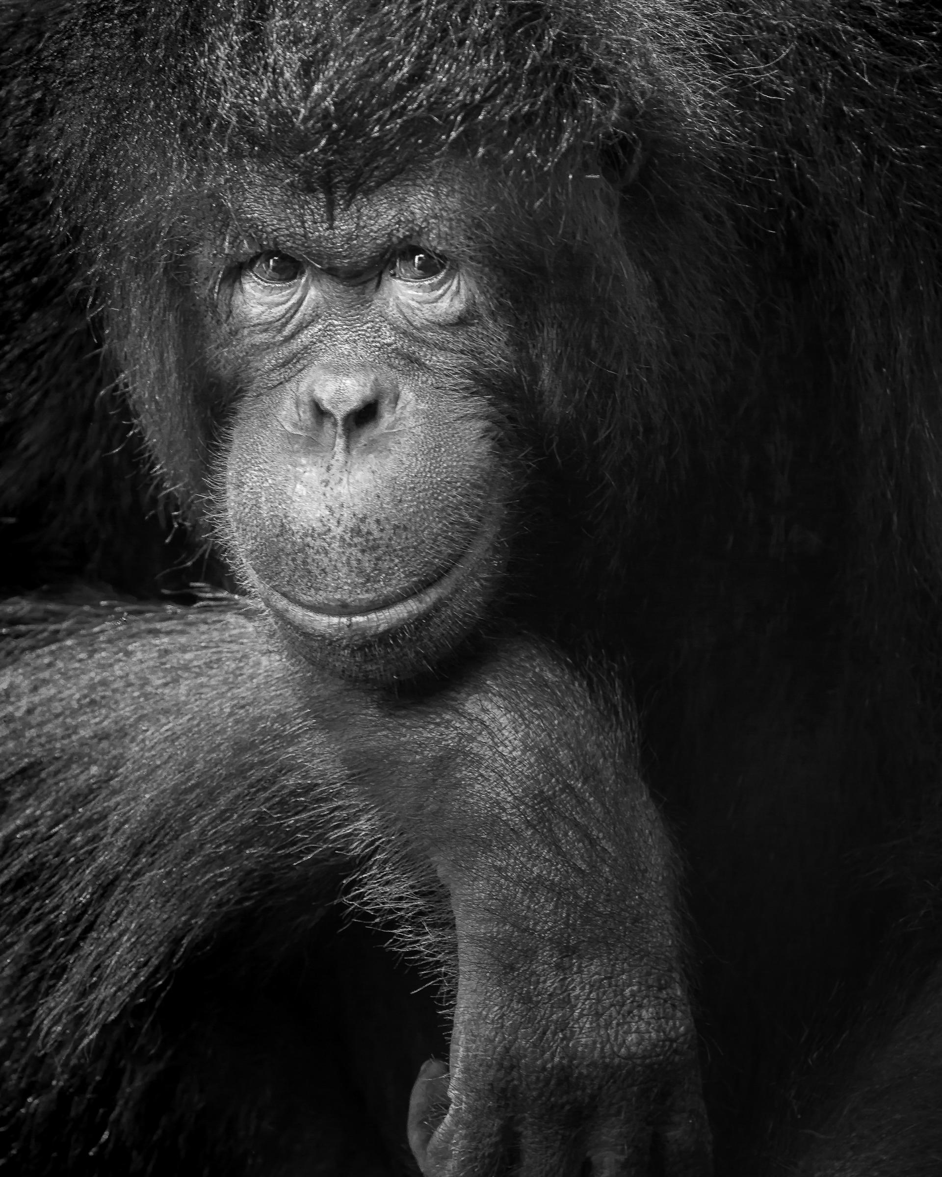 Global Photography Awards Winner - Poise of the Wild