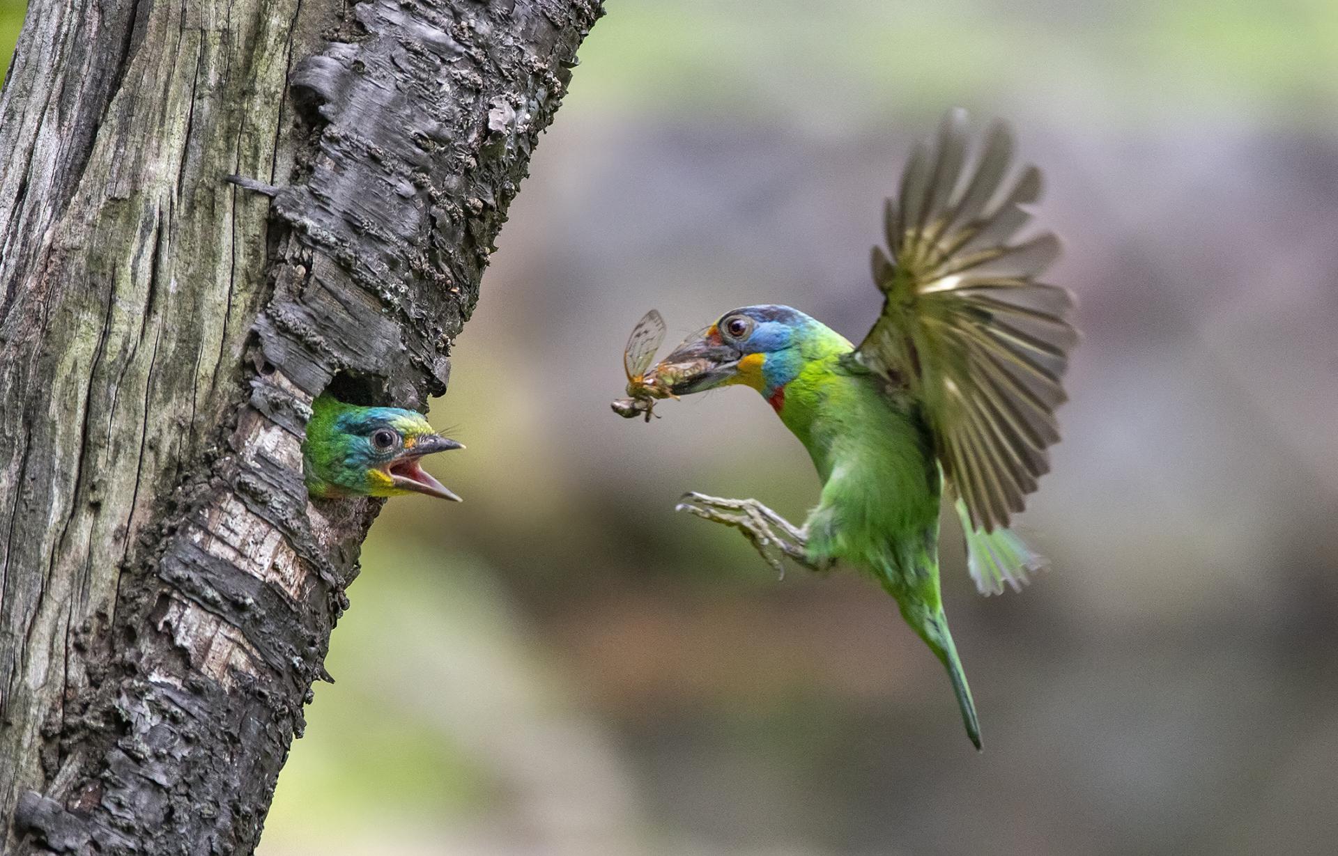 Global Photography Awards Winner - Feeding time