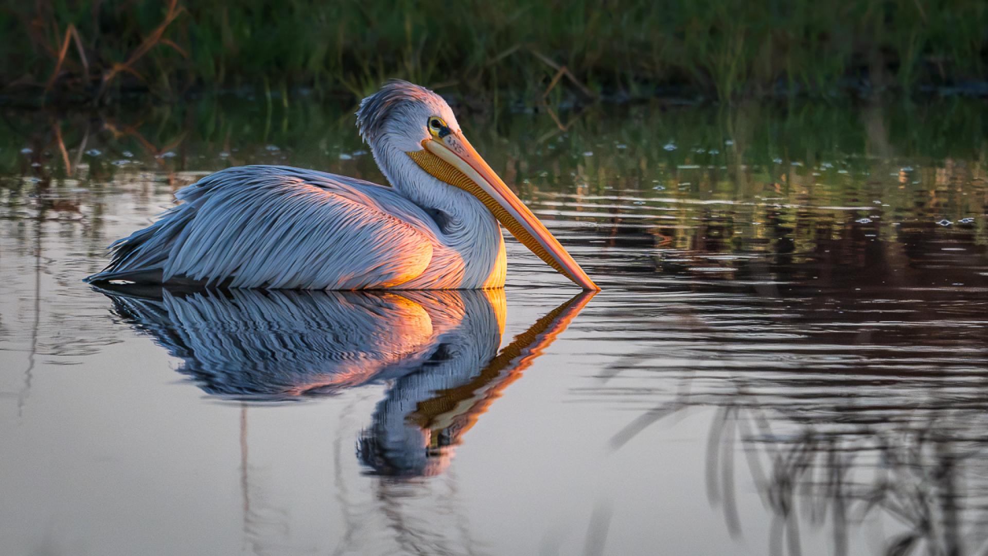 Global Photography Awards Winner - The Blushing Pelican