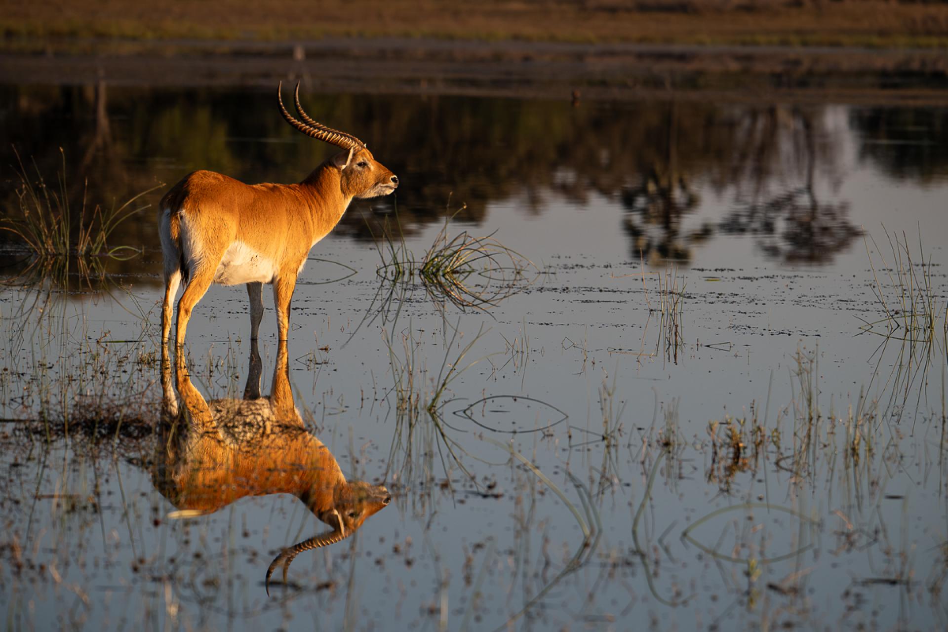 Global Photography Awards Winner - Where Morning Mirrors the Wild