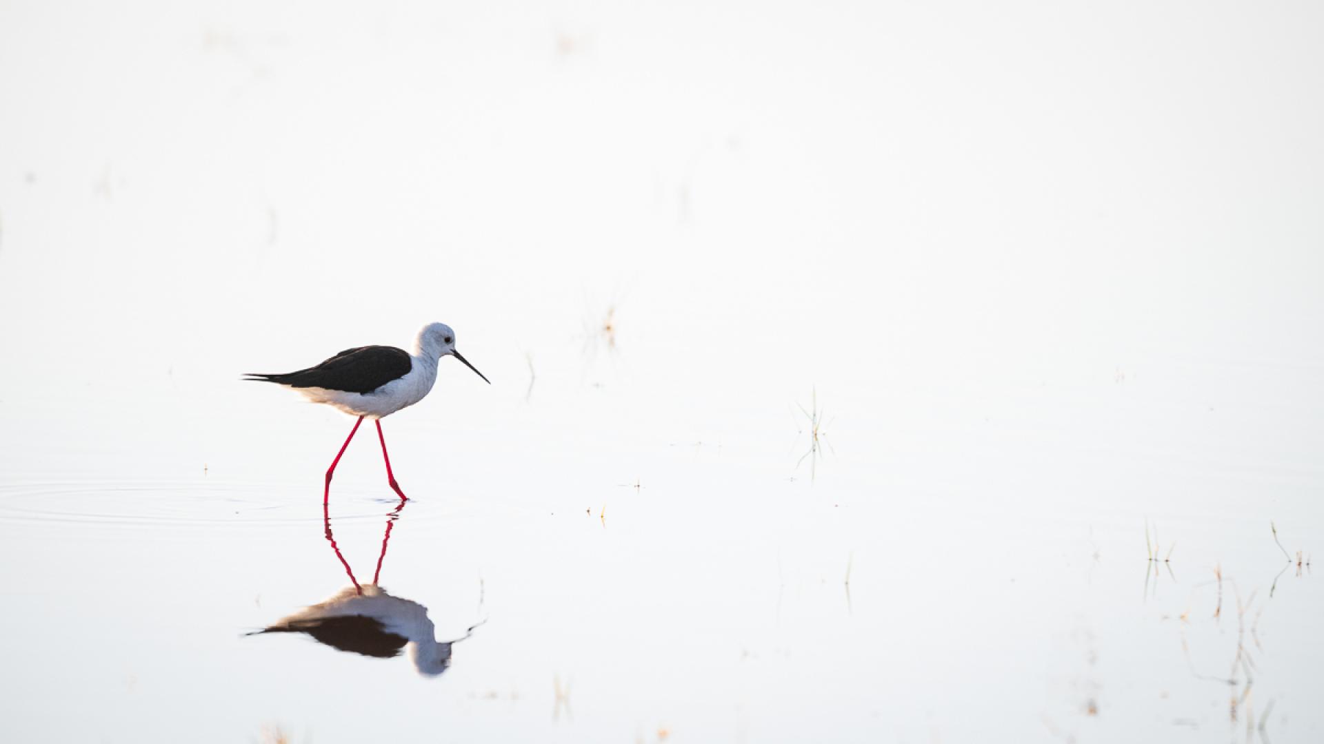 Global Photography Awards Winner - Walking on Light