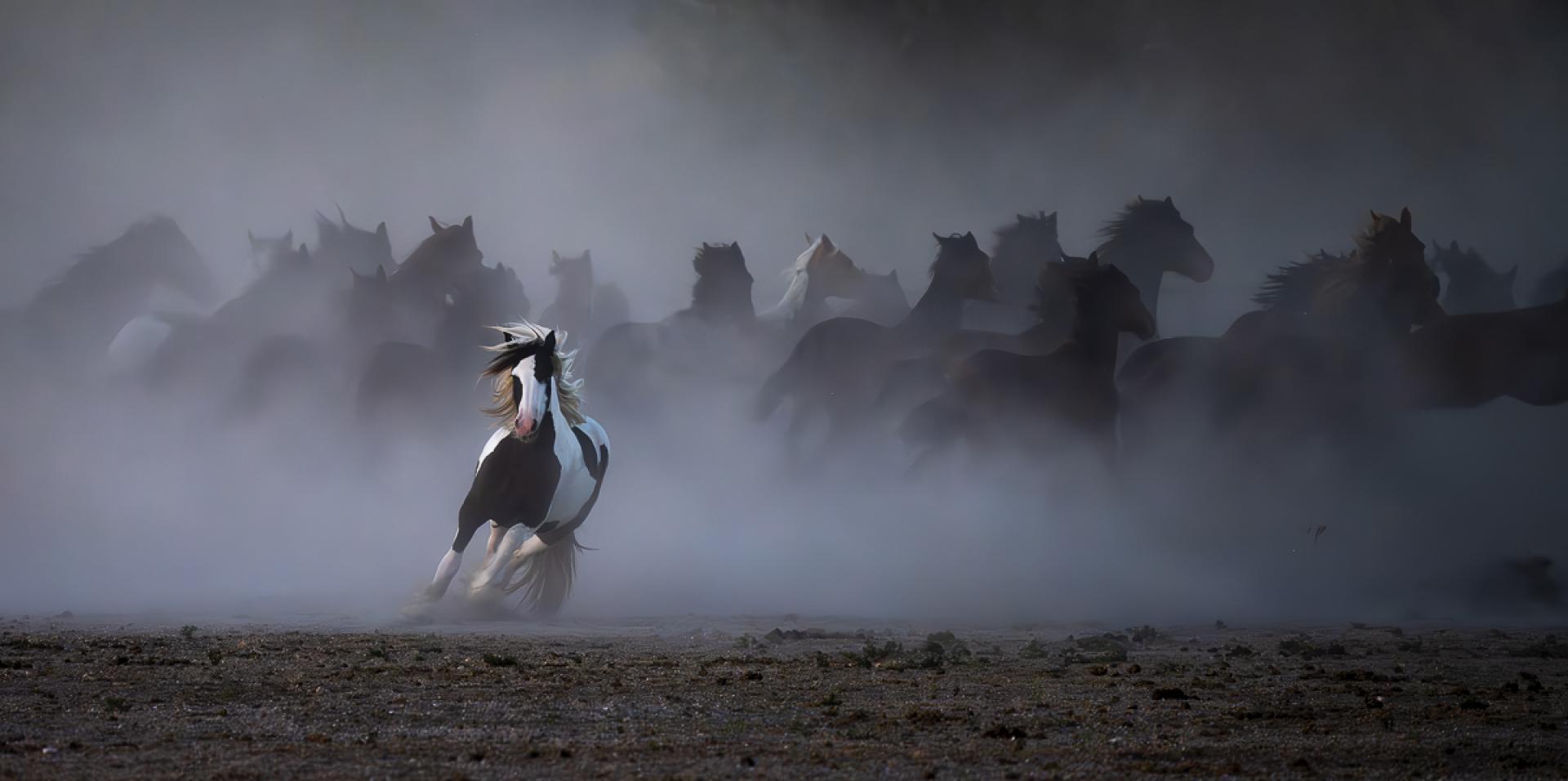 Global Photography Awards Winner - Dust in the Wind