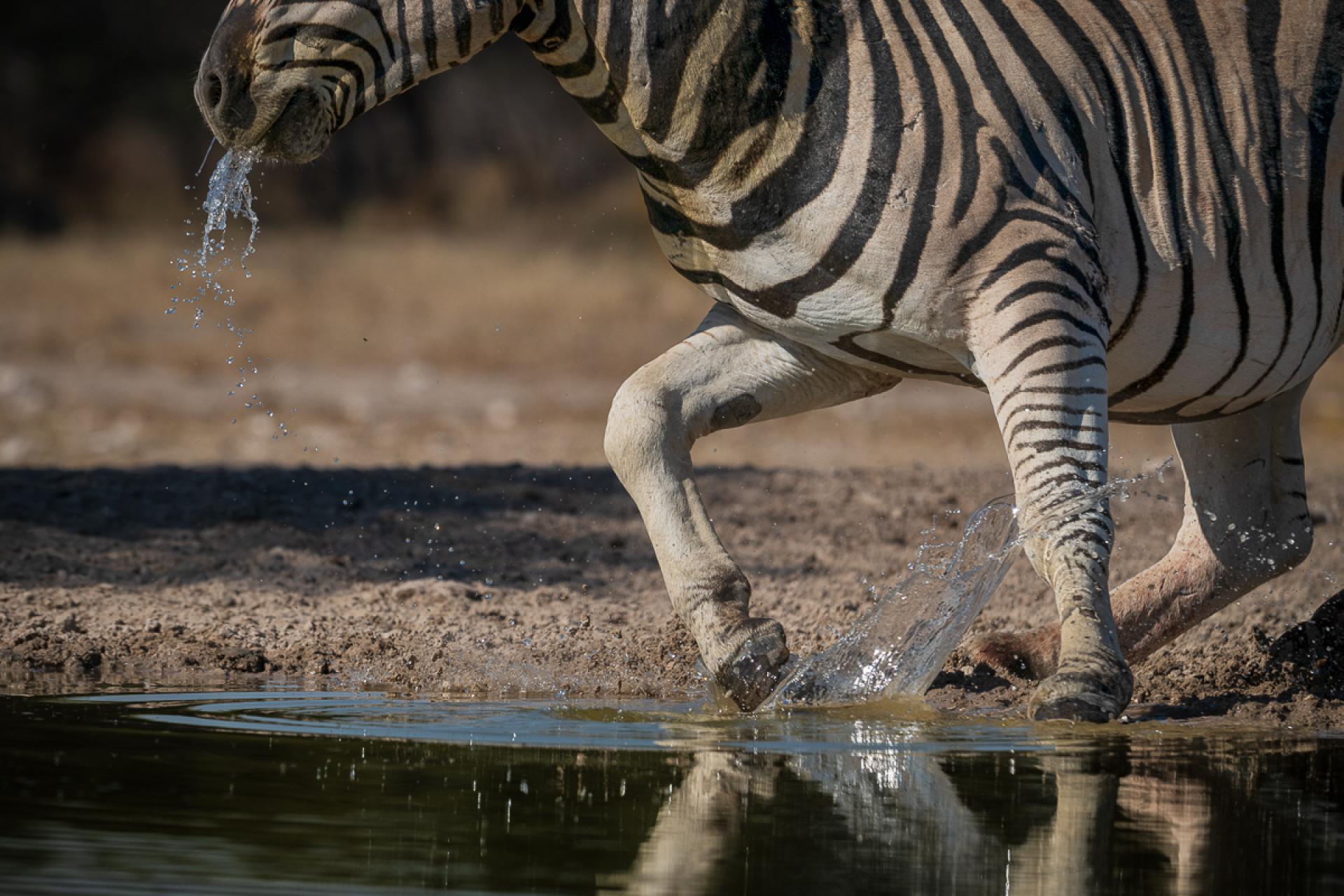 Global Photography Awards Winner - Startled Stripes