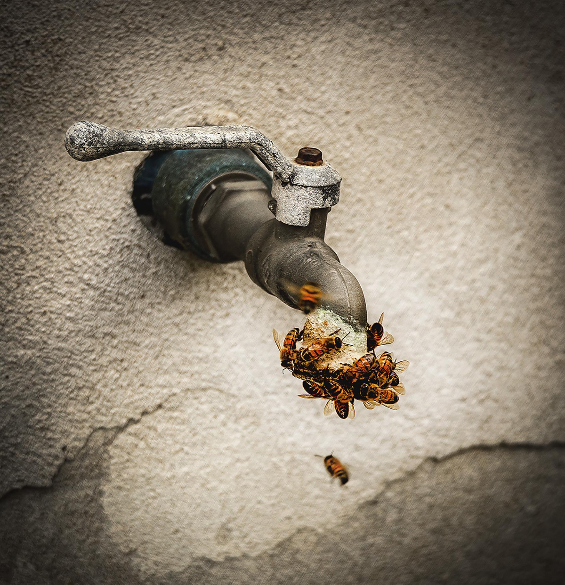 Global Photography Awards Winner - Quench their thirst