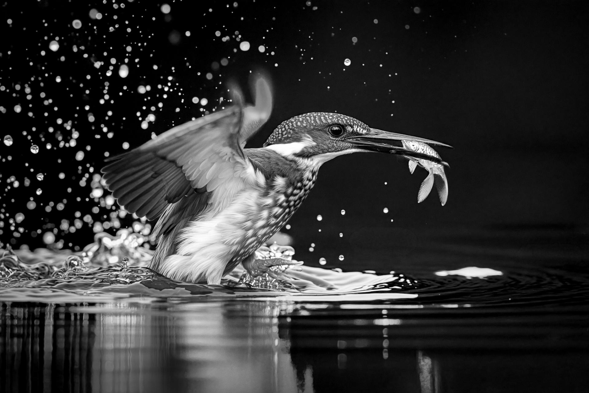 Global Photography Awards Winner - king fisher