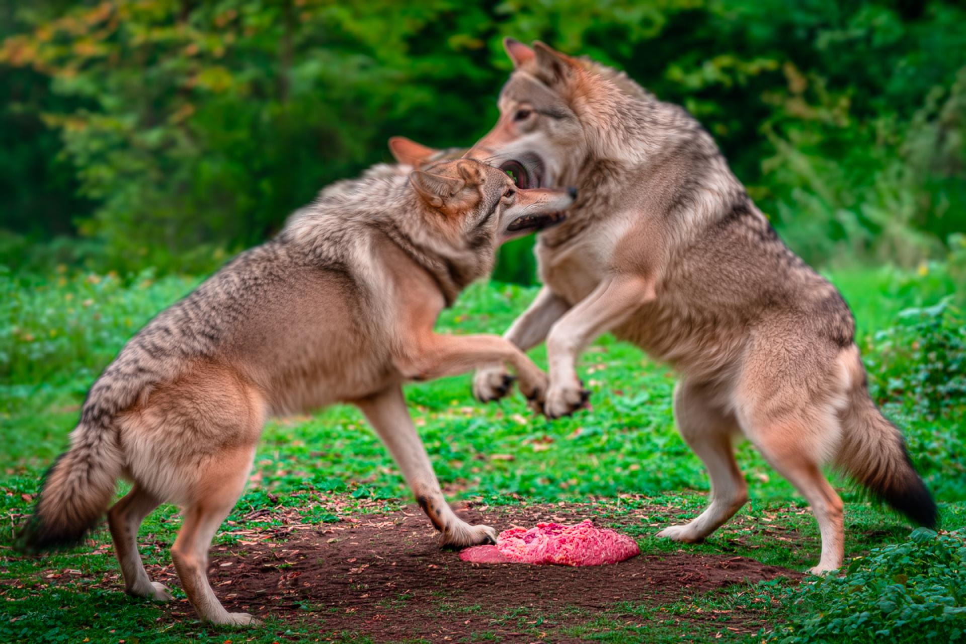Global Photography Awards Winner - fighting wolven
