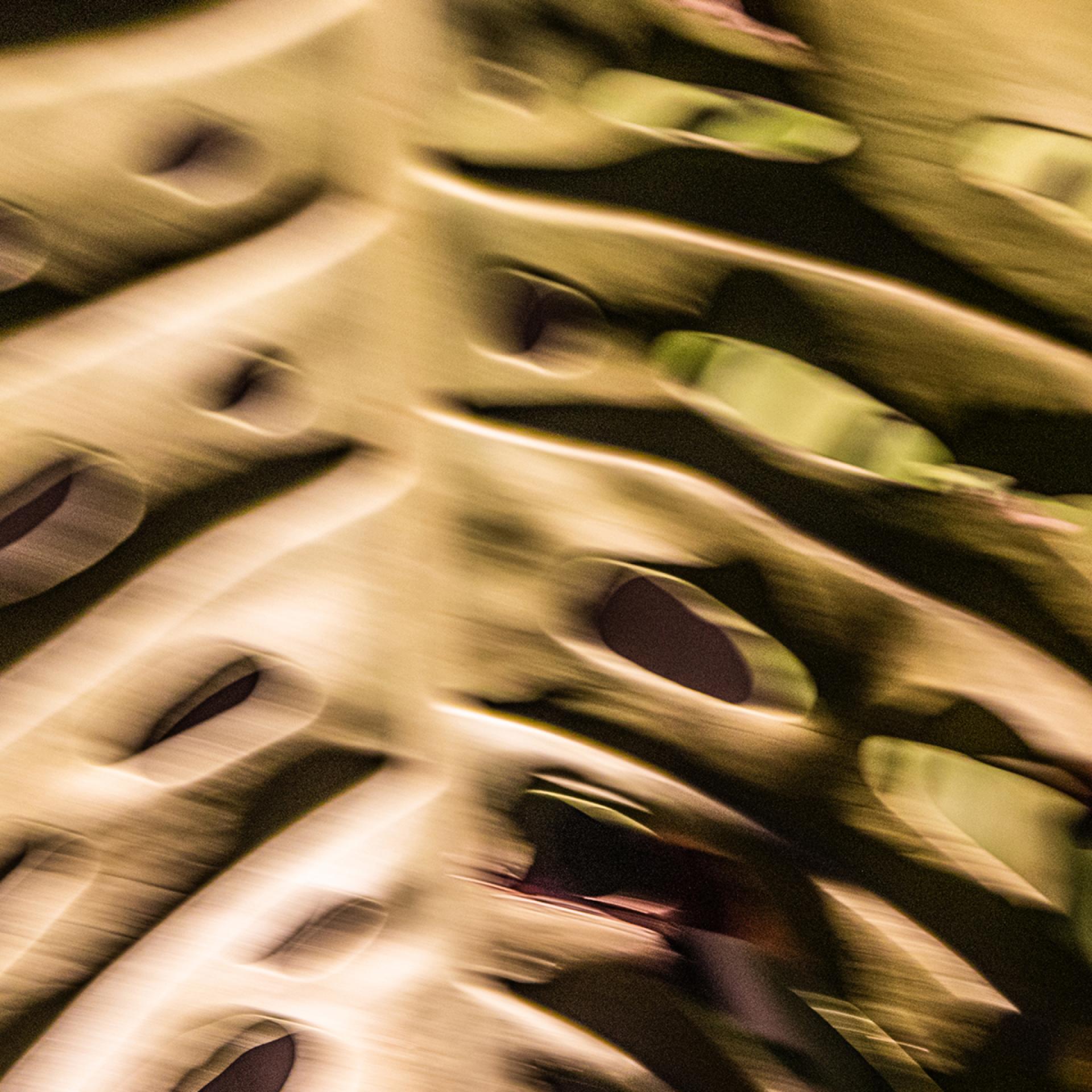 Global Photography Awards Winner - A Trance of Chlorophyll