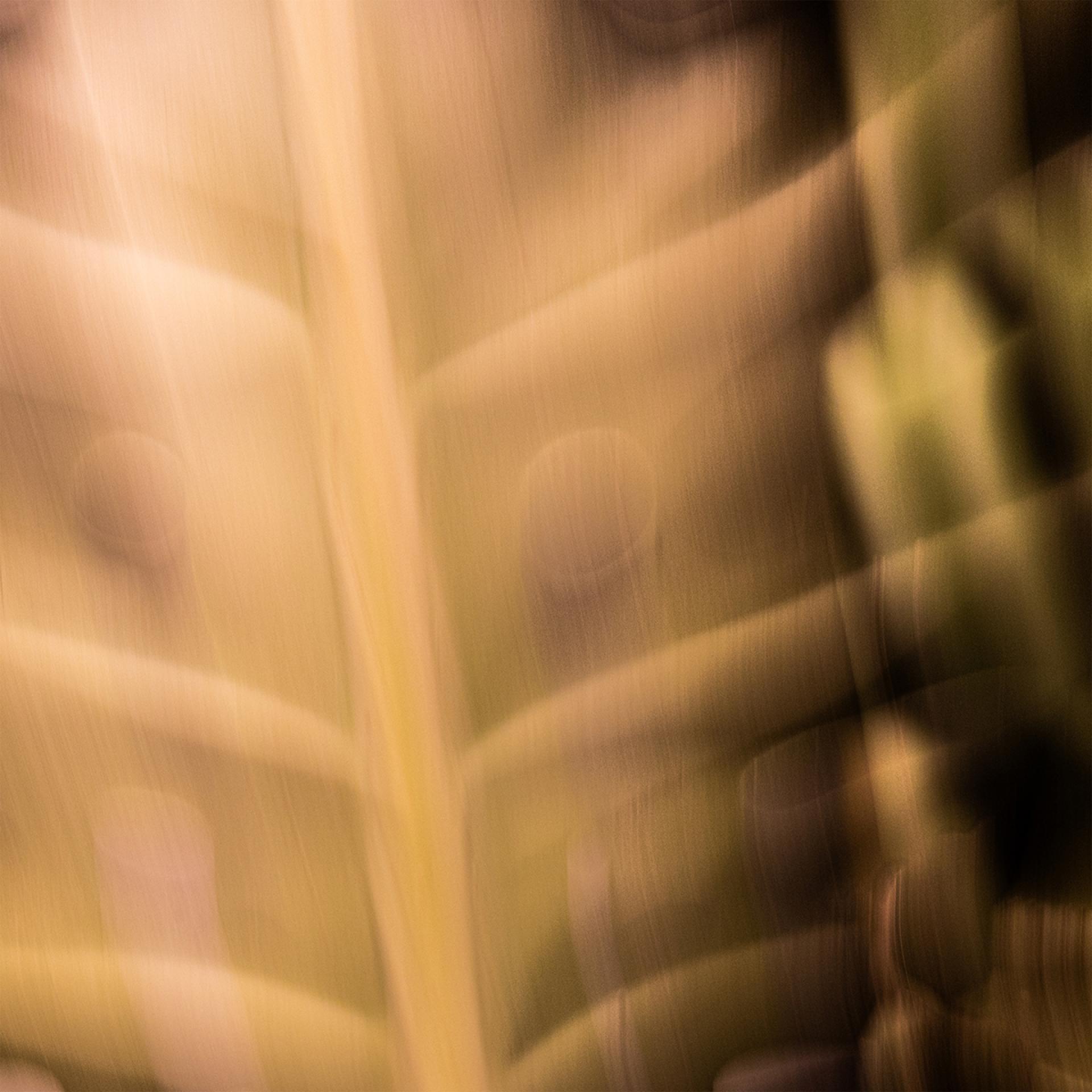 Global Photography Awards Winner - A Trance of Chlorophyll
