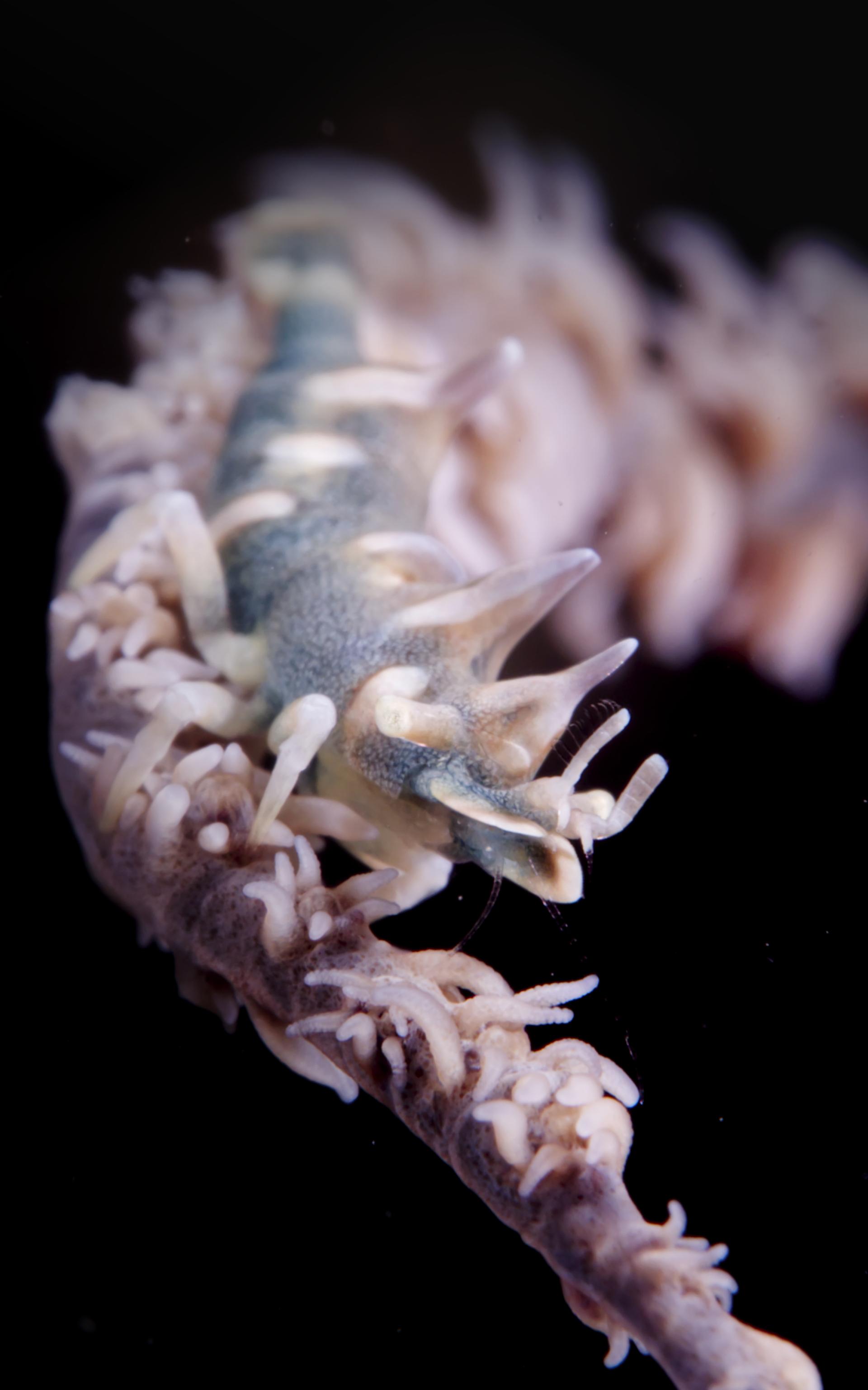 Global Photography Awards Winner - Knight of the Sea Whip