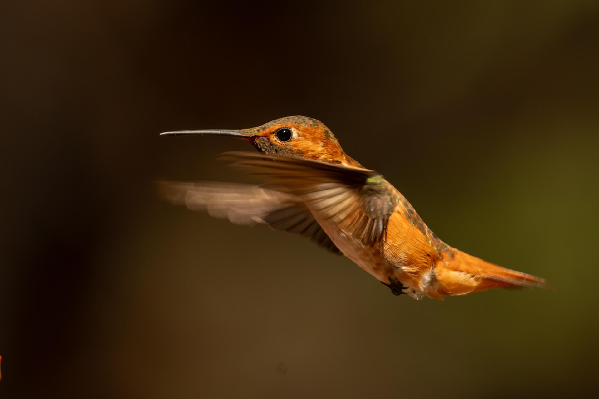 Global Photography Awards Winner - Hummingbird Brilliance