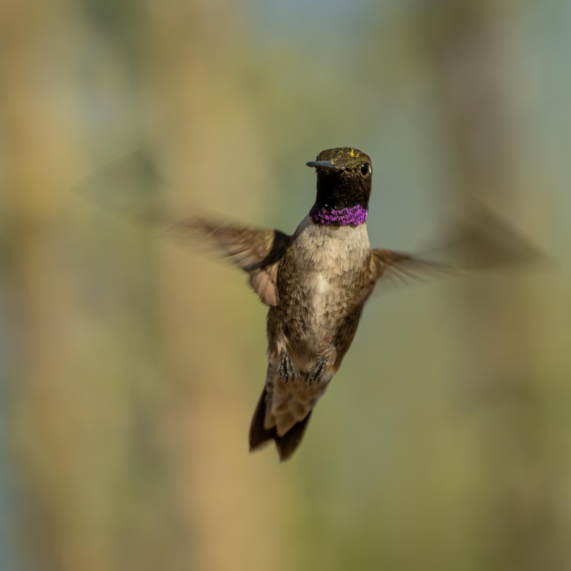 Global Photography Awards Winner - Hummingbird Brilliance