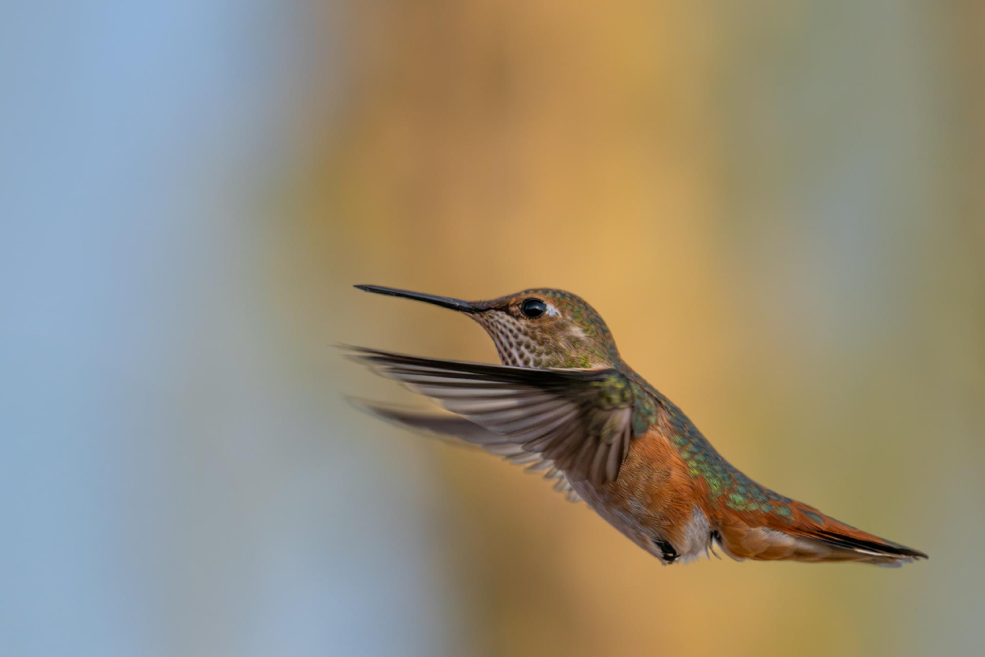 Global Photography Awards Winner - Hummingbird Brilliance
