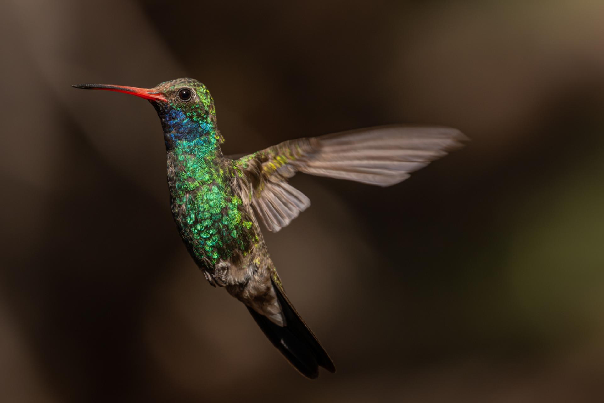 Global Photography Awards Winner - Hummingbird Brilliance