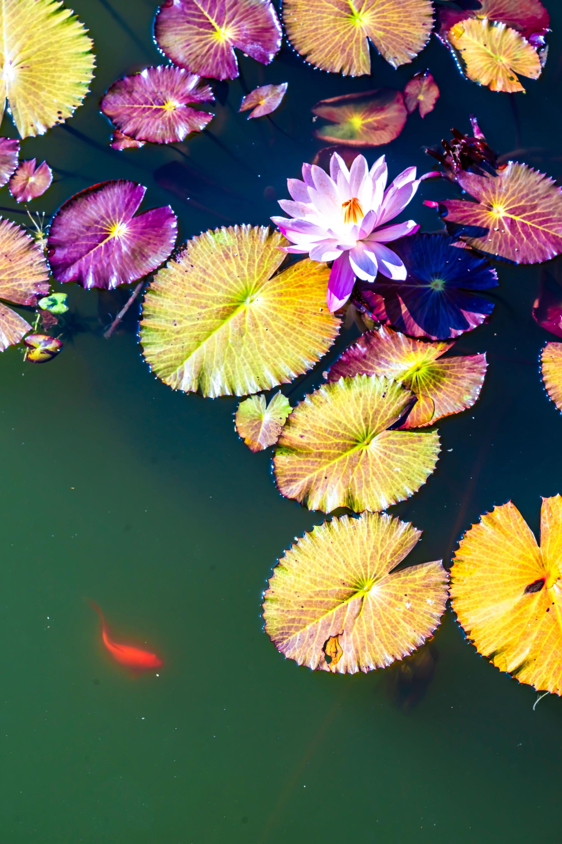 Global Photography Awards Winner - The Beauty of the Lotus