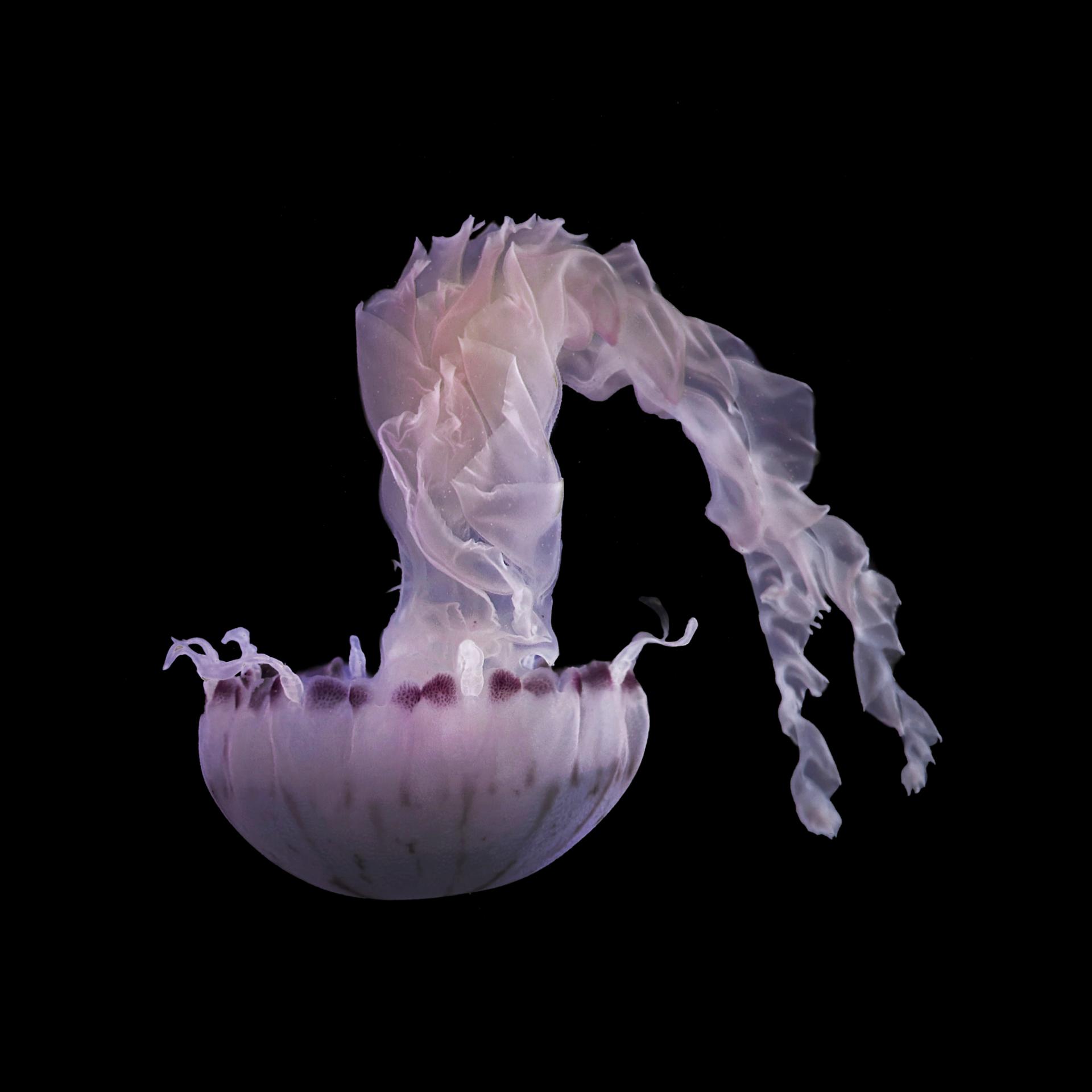 Global Photography Awards Winner - The Beauty of the Deep