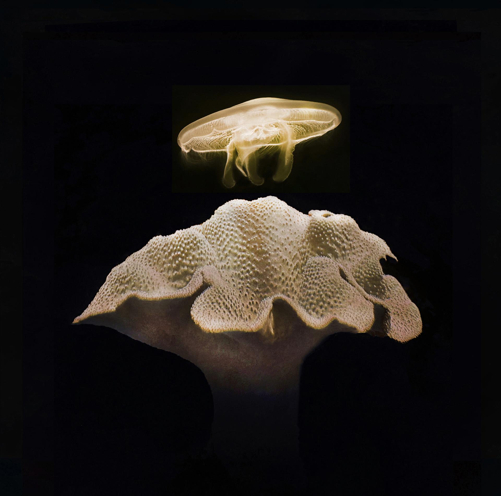 Global Photography Awards Winner - The Beauty of the Deep