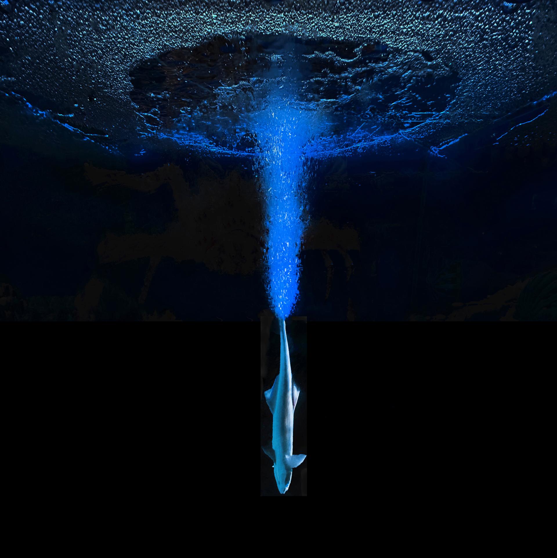 Global Photography Awards Winner - The Beauty of the Deep