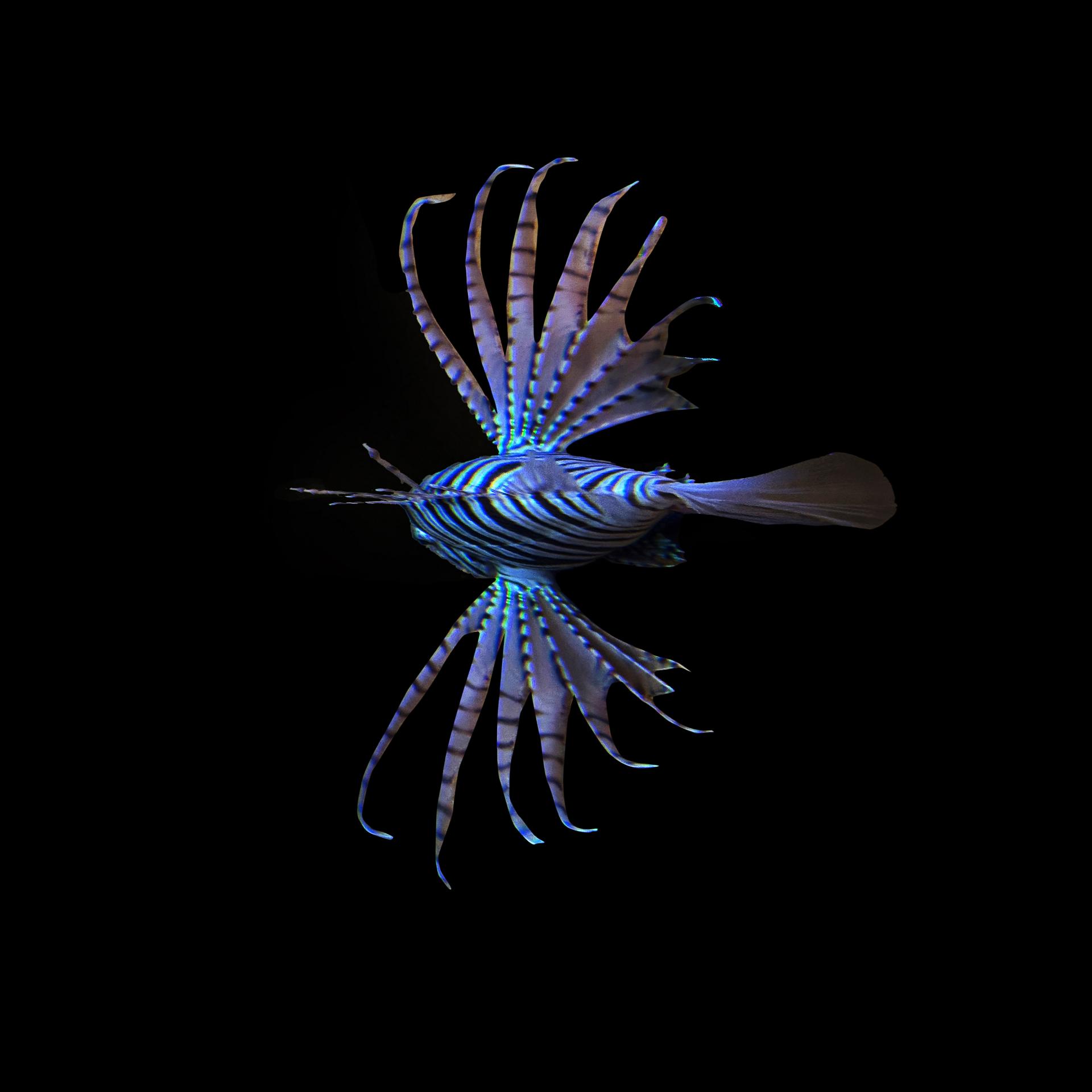 Global Photography Awards Winner - The Beauty of the Deep