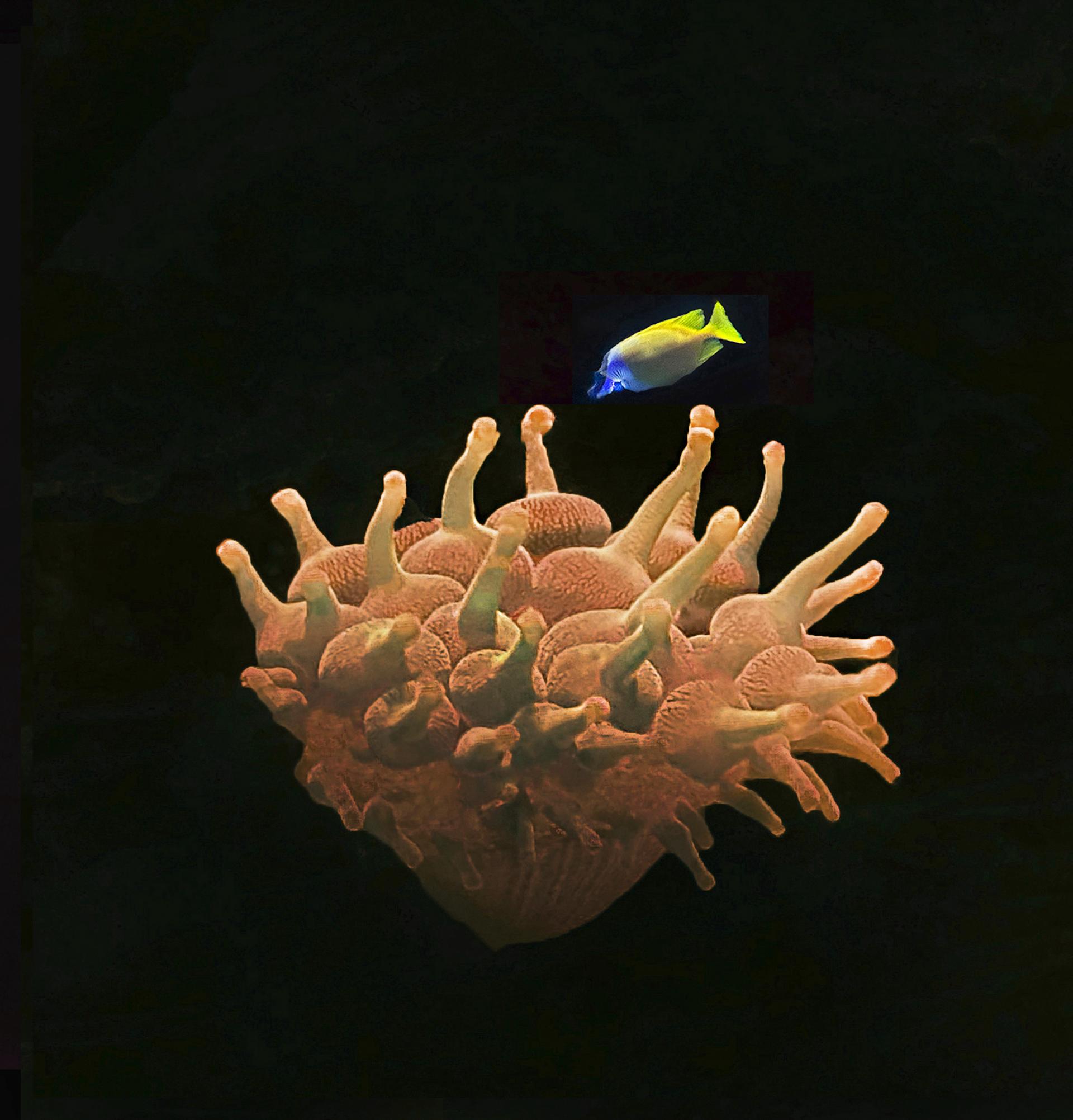Global Photography Awards Winner - The Beauty of the Deep