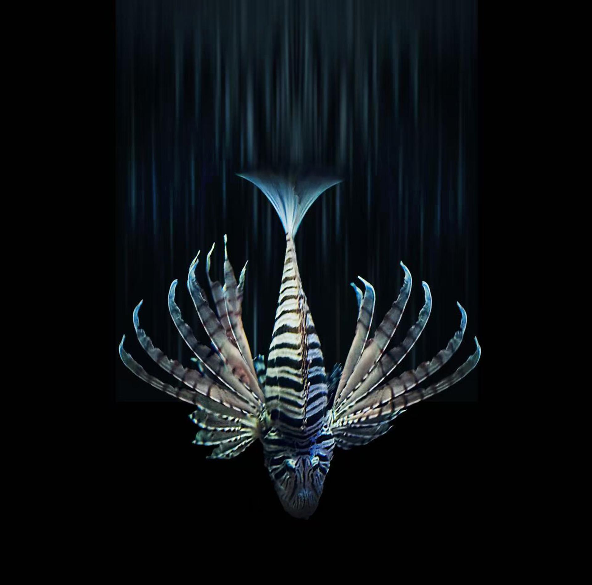 Global Photography Awards Winner - The Beauty of the Deep