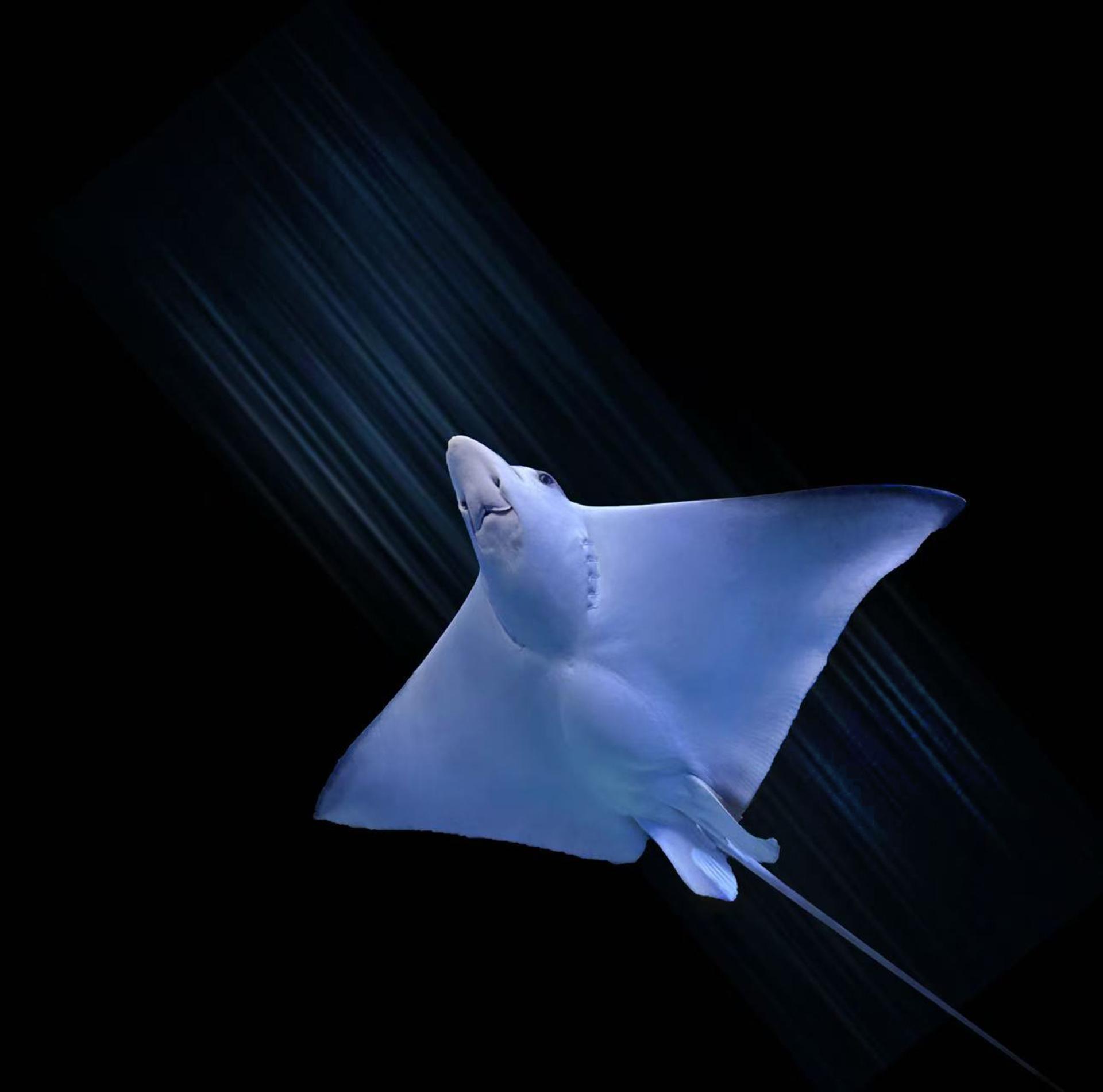 Global Photography Awards Winner - The Beauty of the Deep